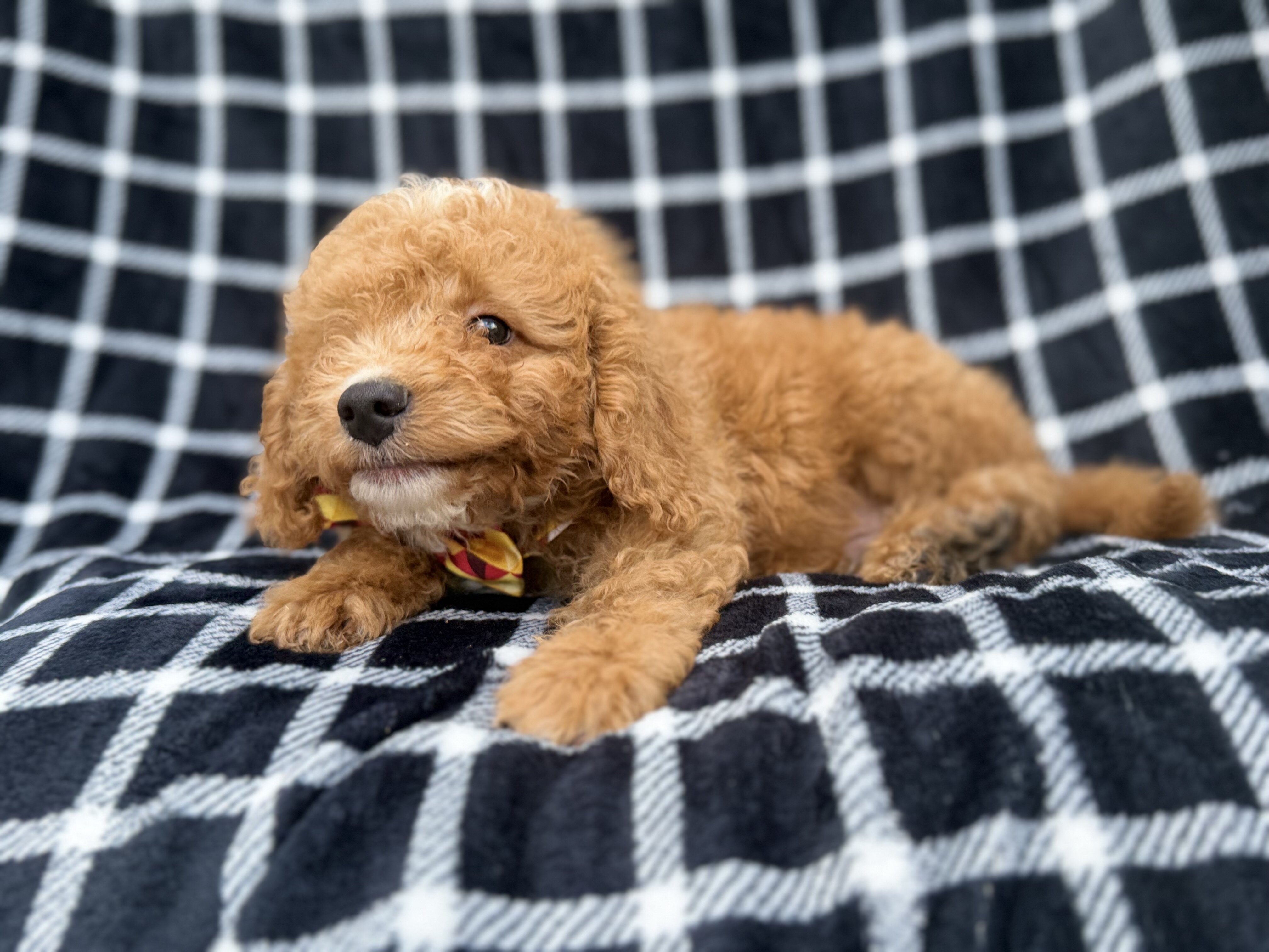 Lenny image 7