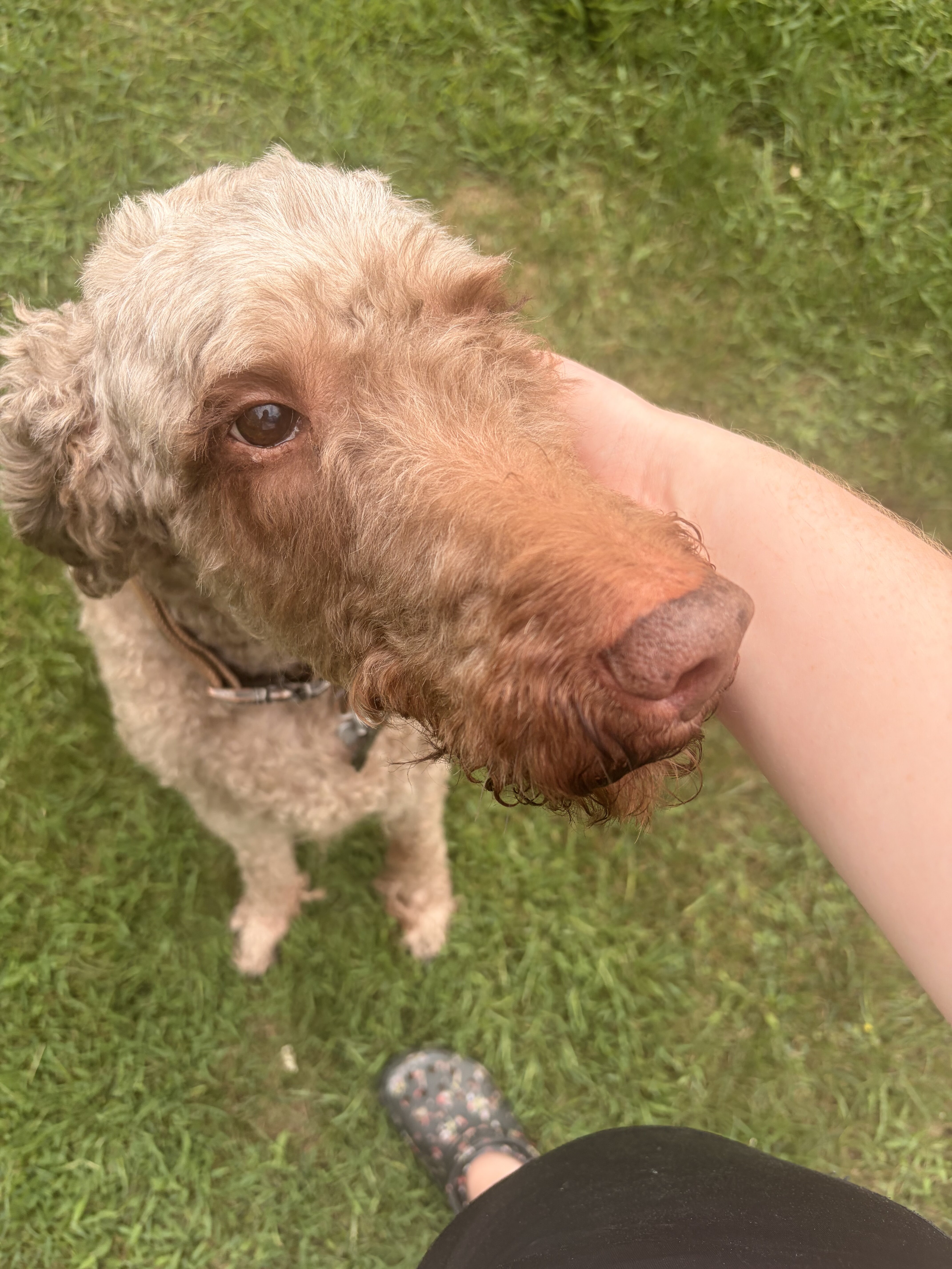Bailey - Adult Irishdoodle image 5