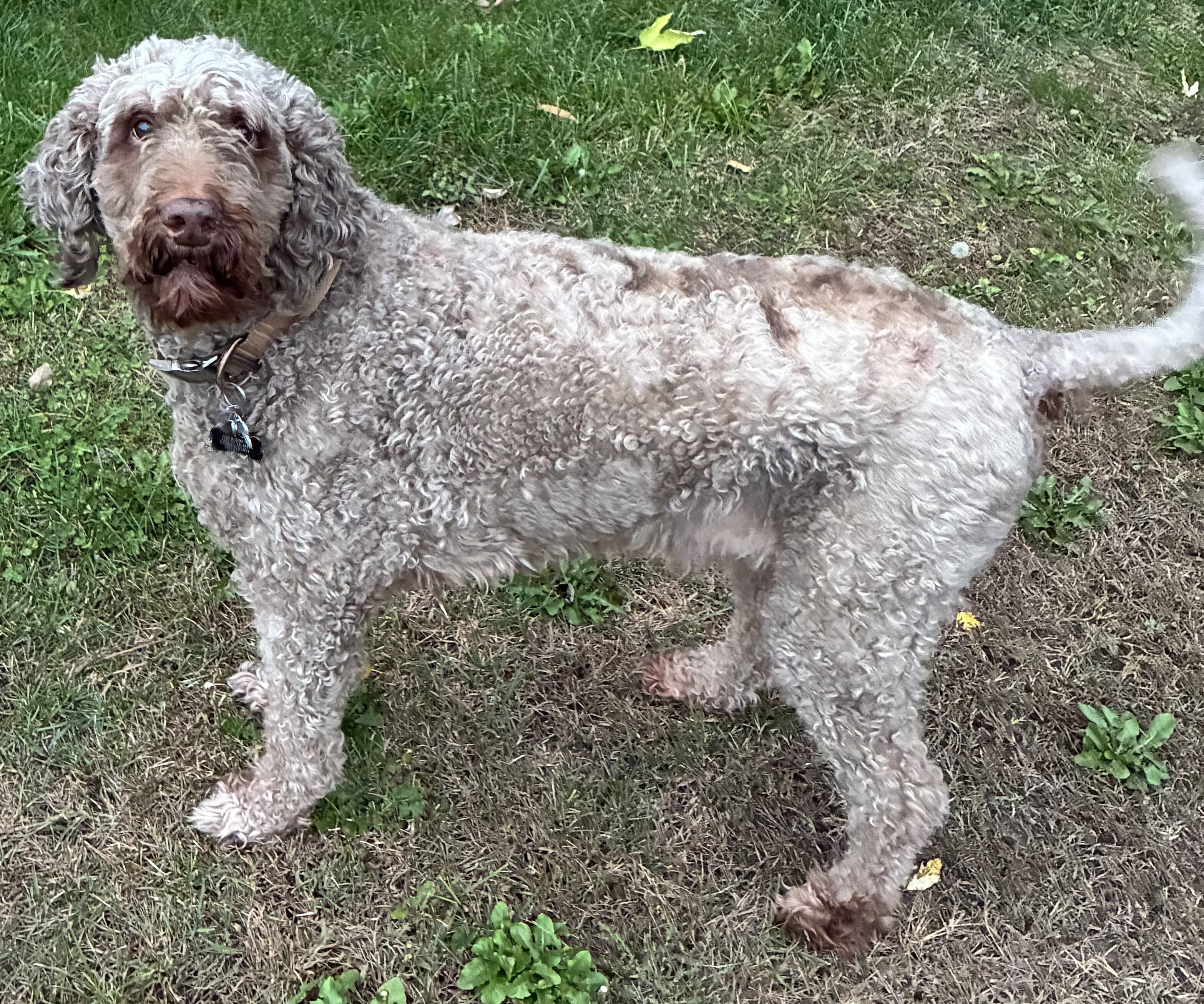 Bailey - Adult Irishdoodle image 2