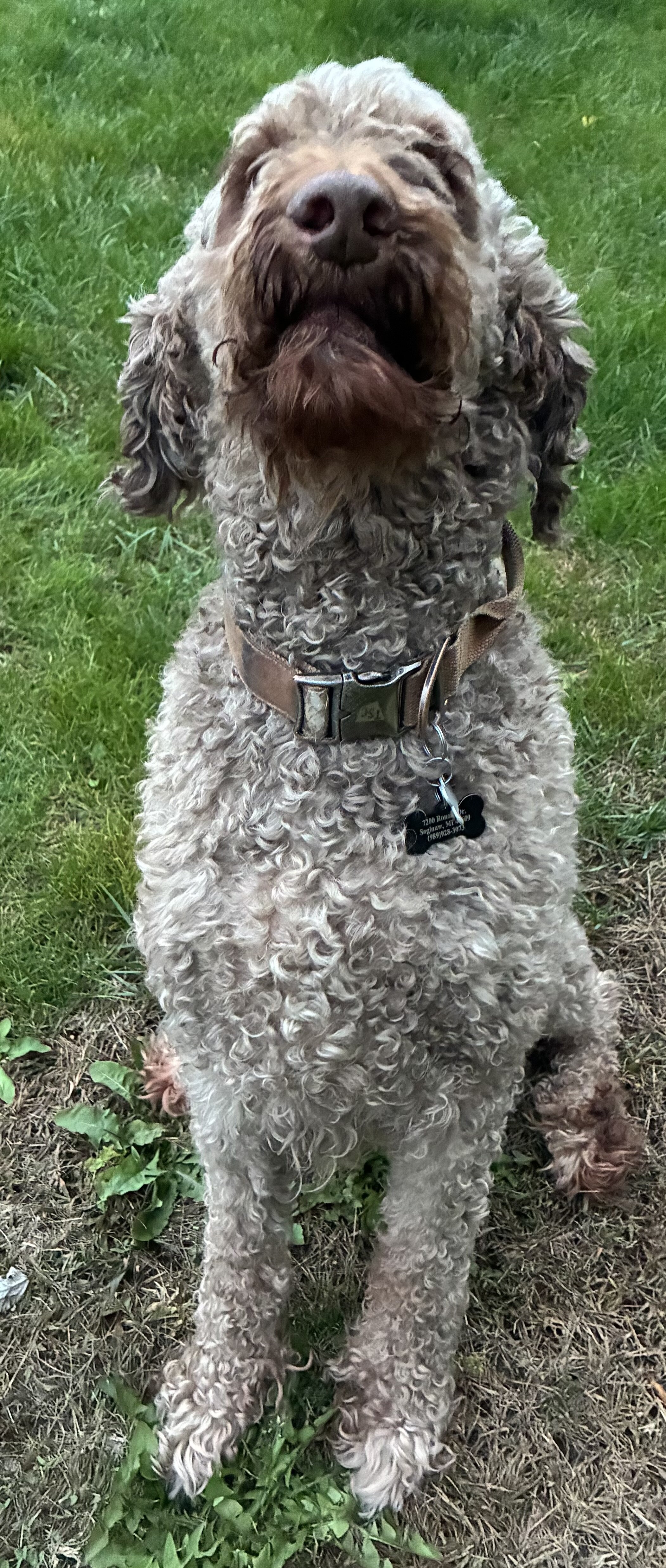 Bailey - Adult Irishdoodle image 3