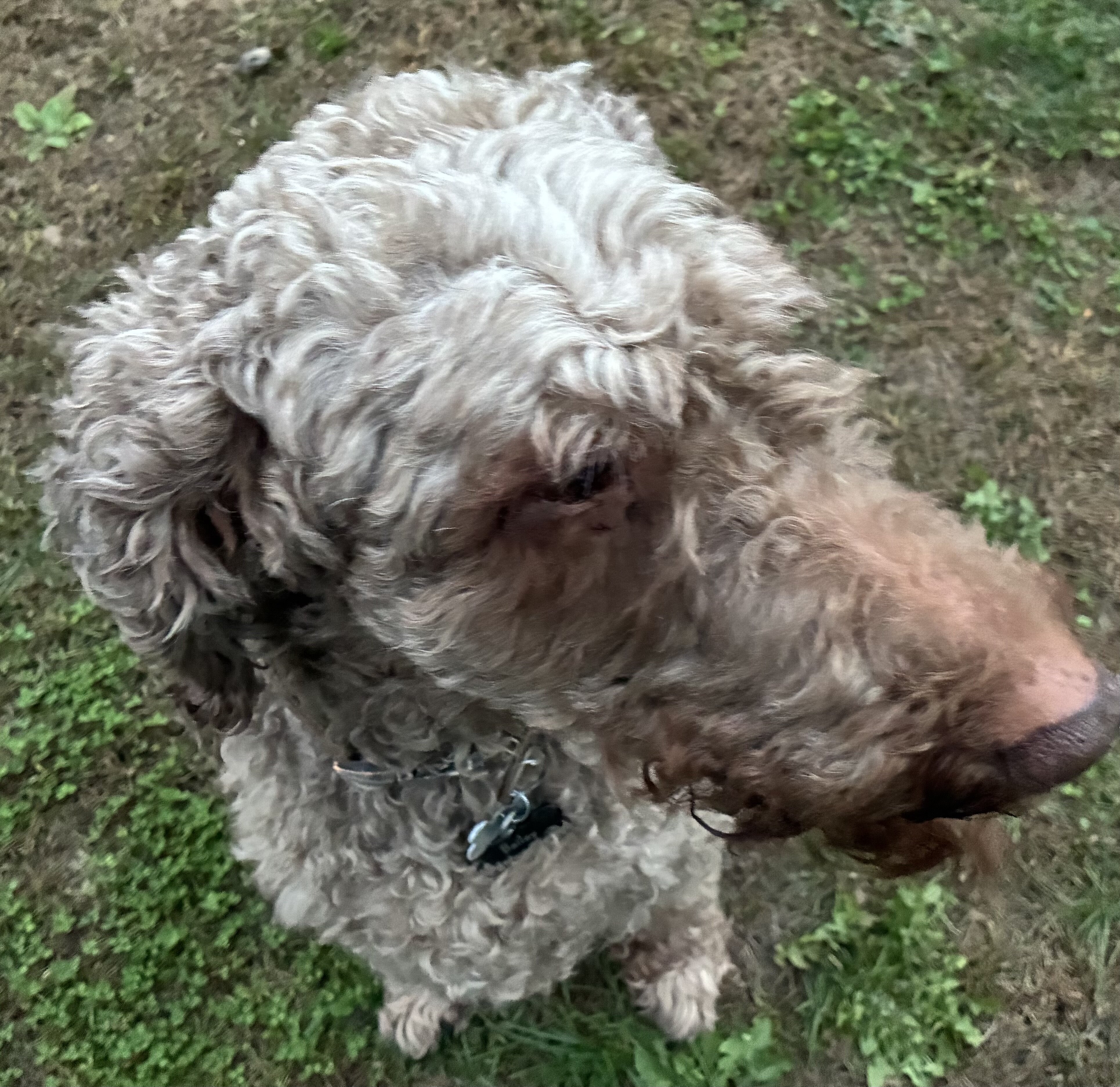 Bailey - Adult Irishdoodle image 4