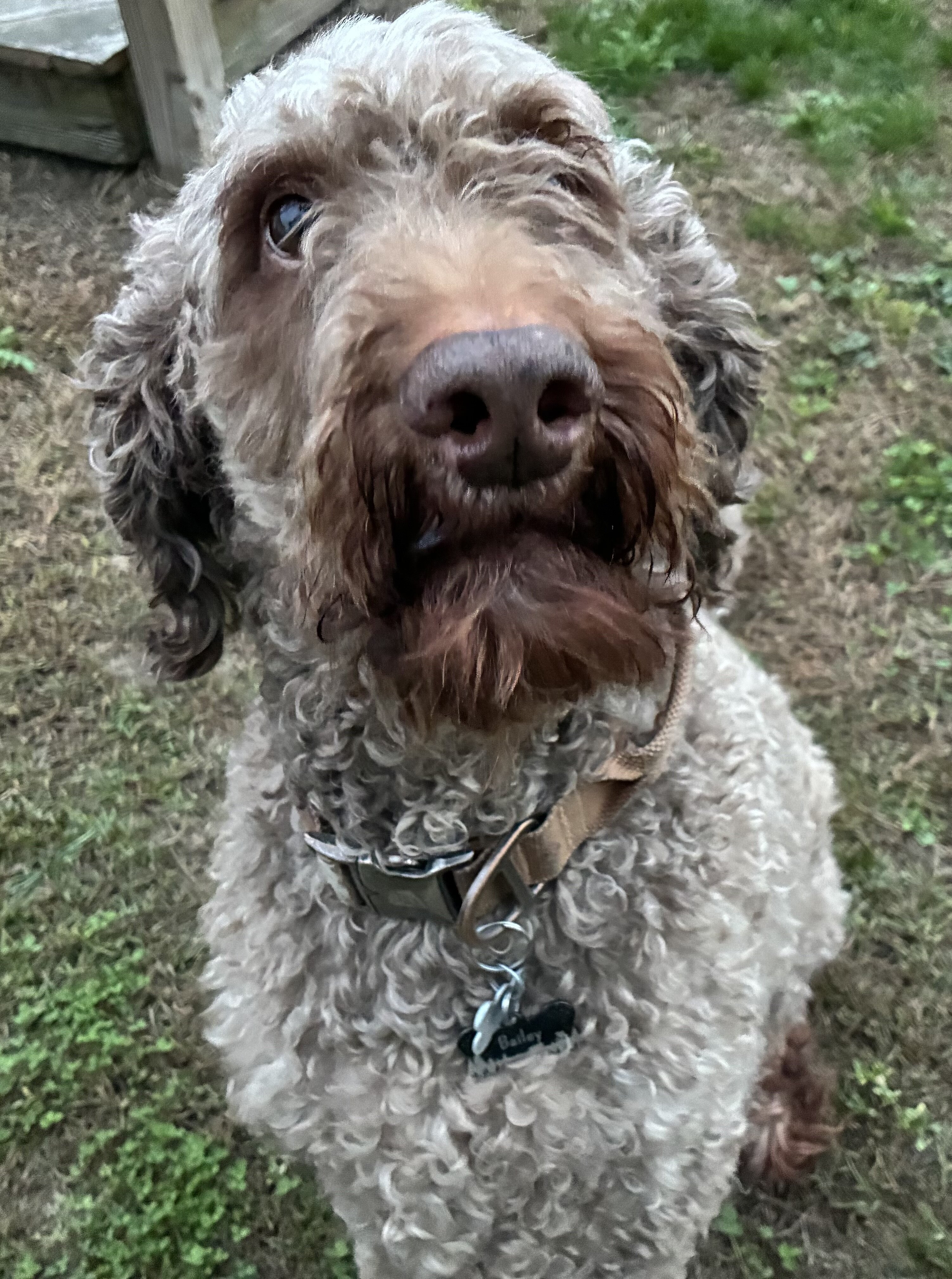 Bailey - Adult Irishdoodle image 1