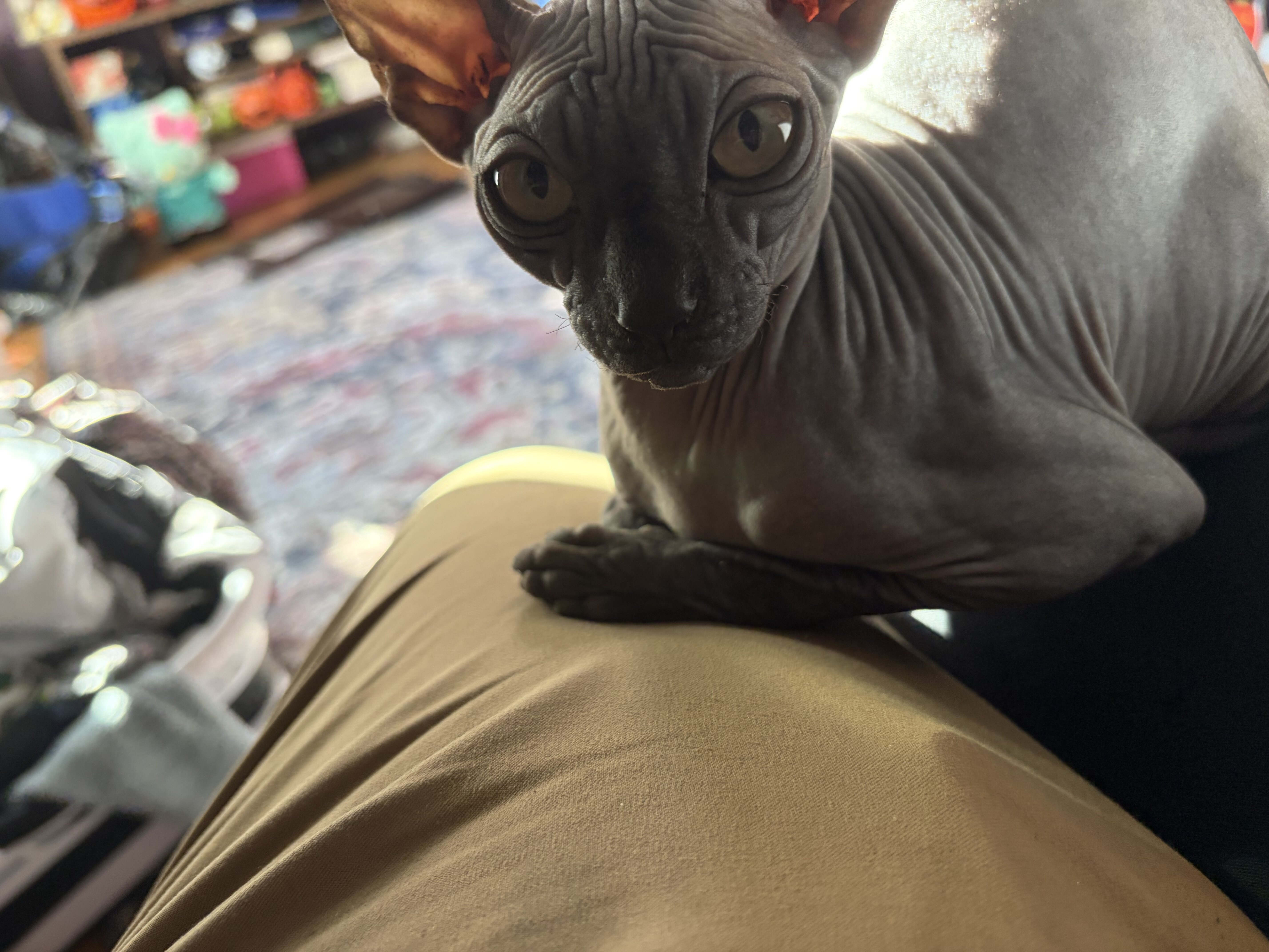 Sphynx image 4