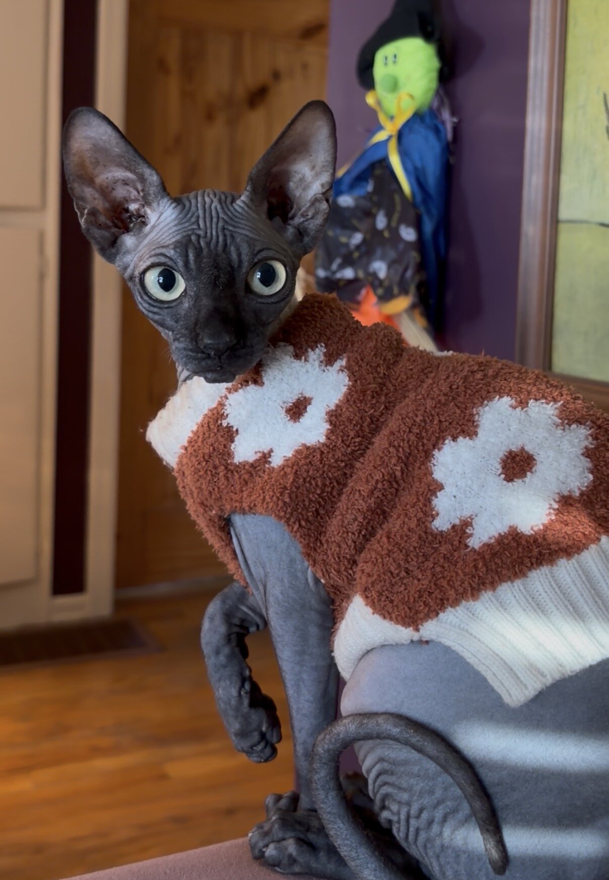 Sphynx image 2