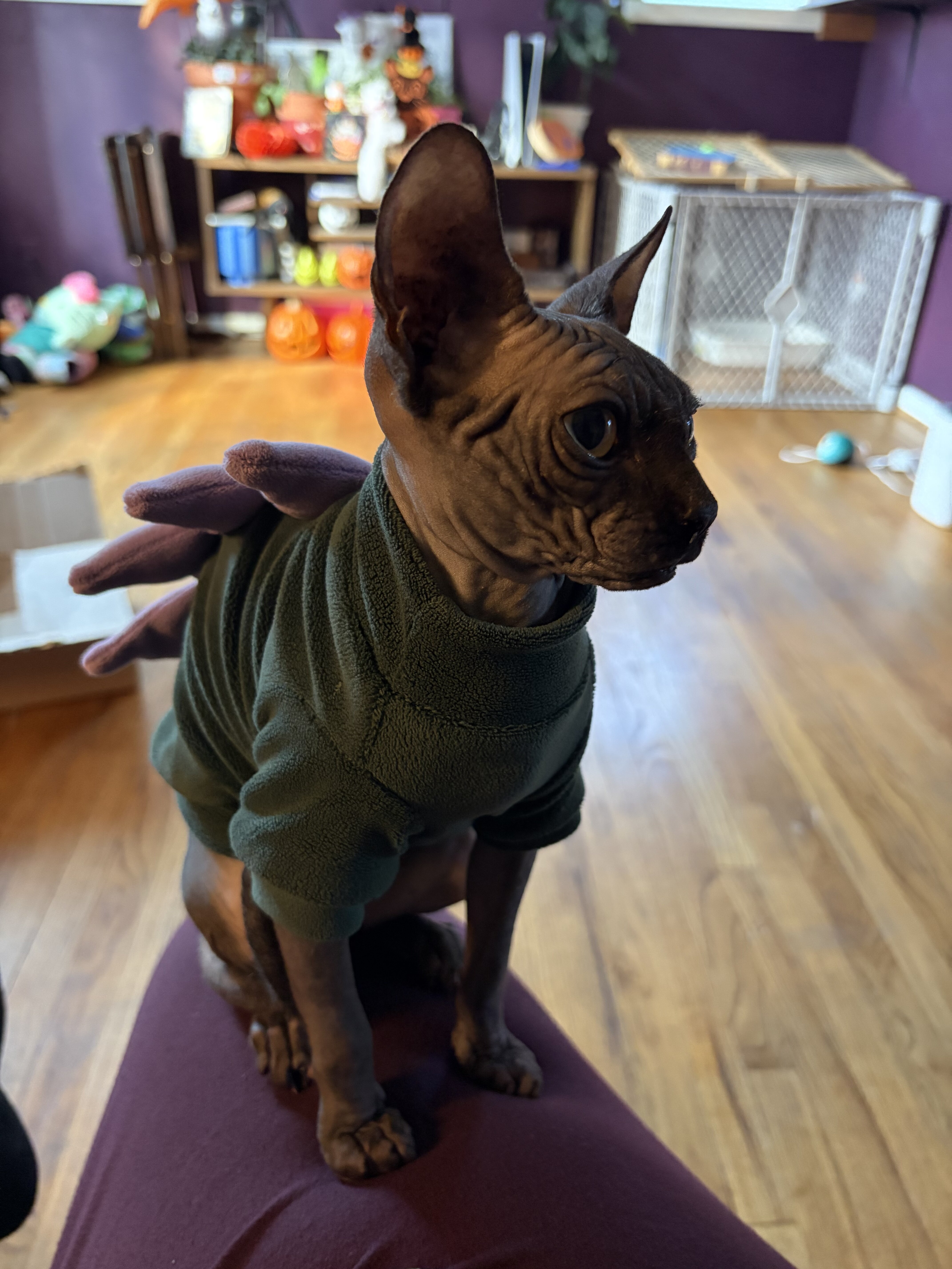 Sphynx image 1
