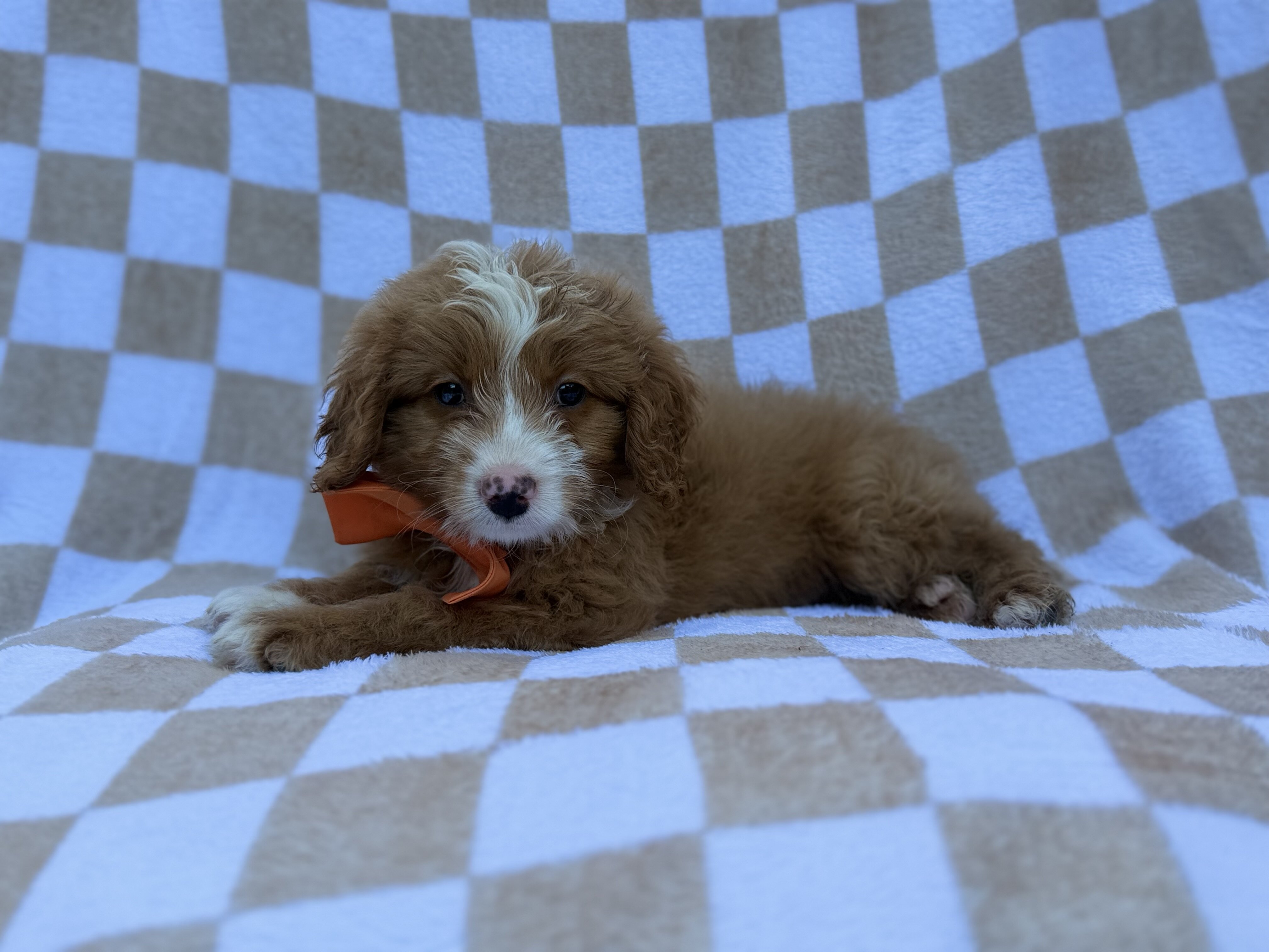 Larry image 5