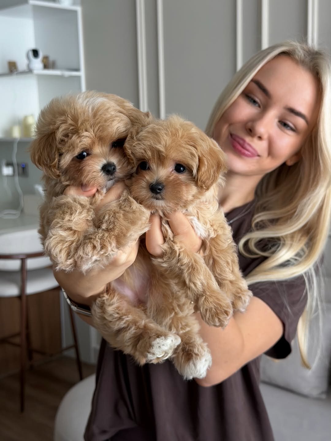 Beautiful Maltipoo Puppies Ready Now image 1