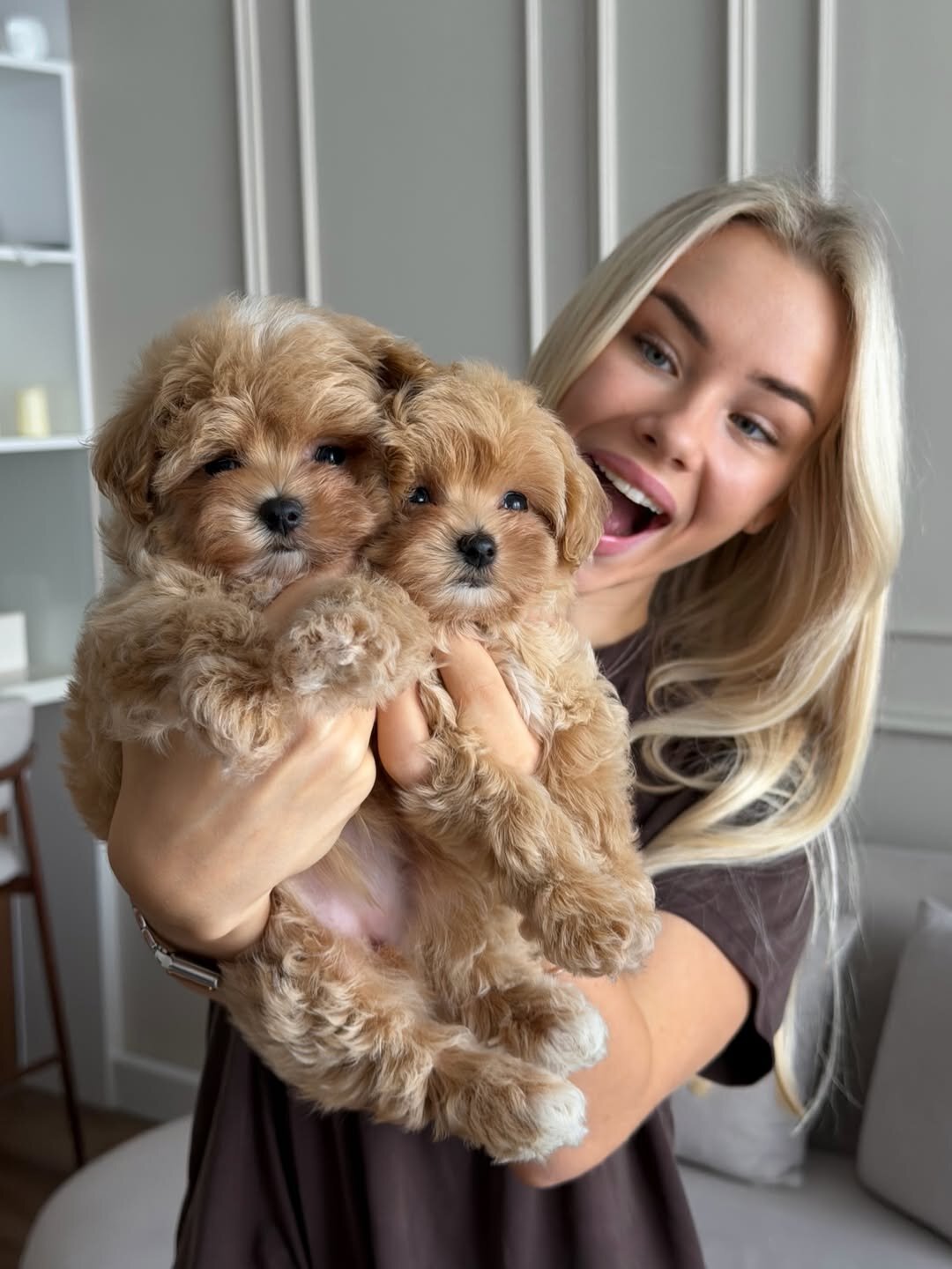 Beautiful Maltipoo Puppies Ready Now image 2