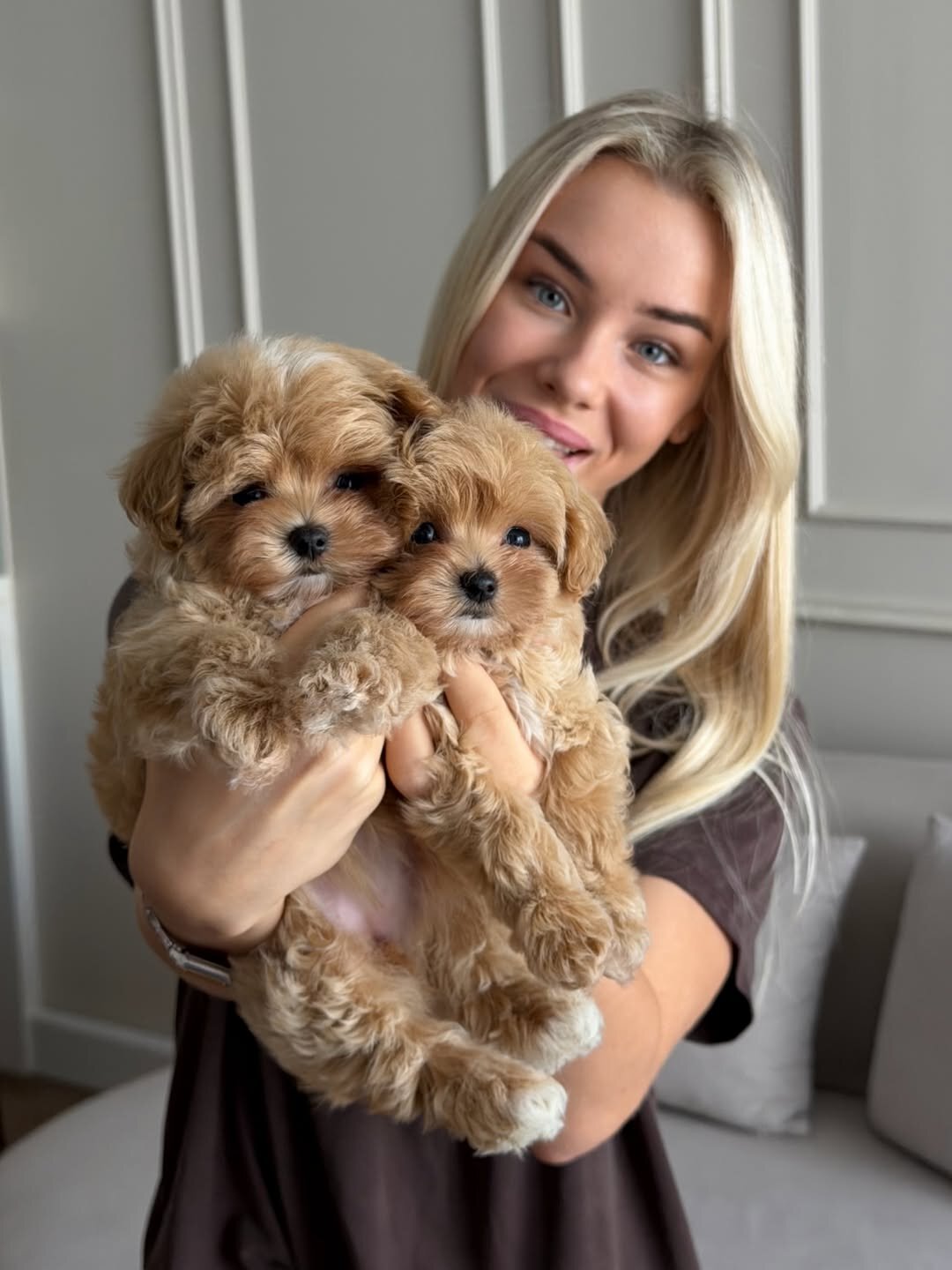 Beautiful Maltipoo Puppies Ready Now image 3