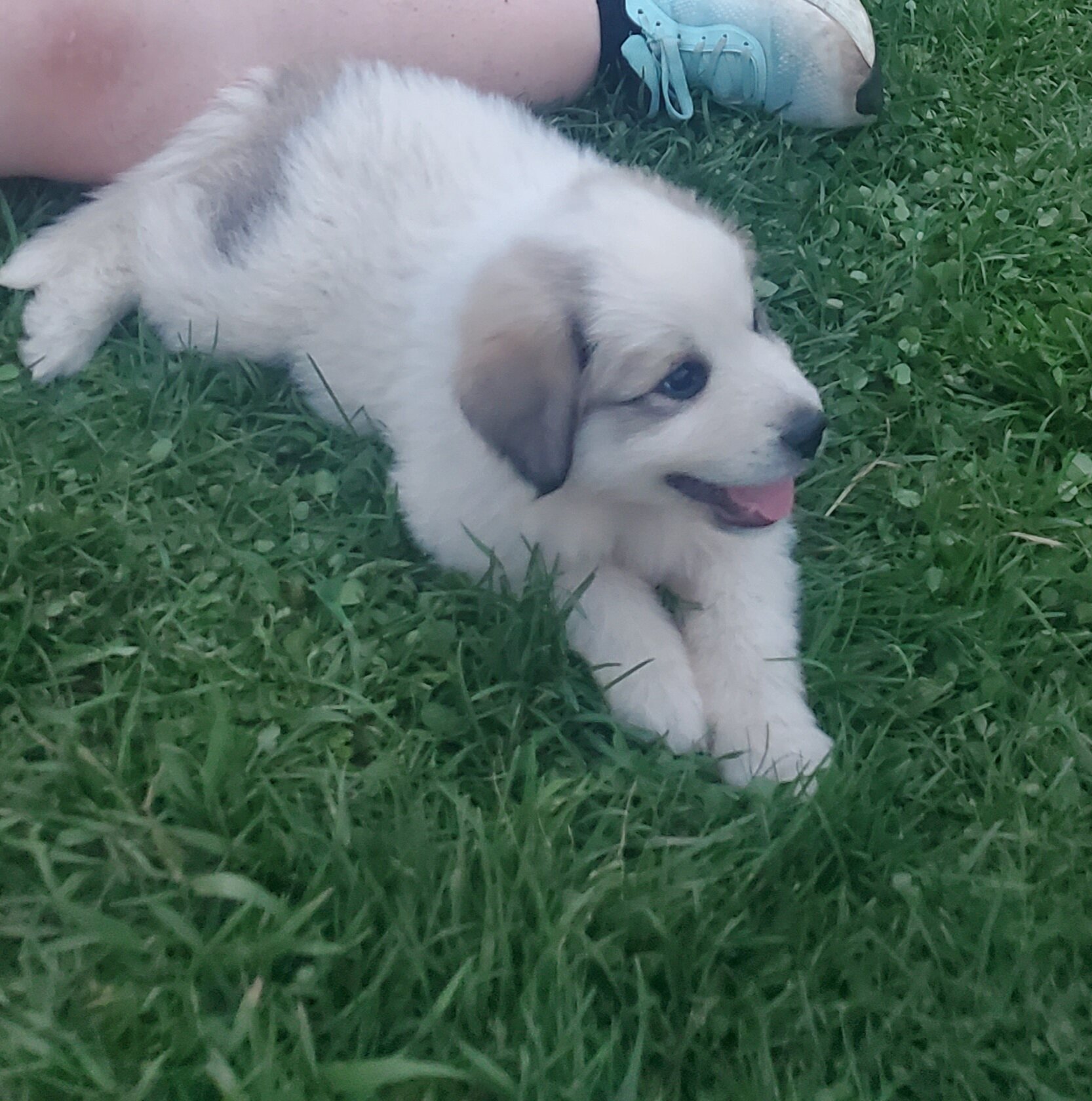 Great Pyrenees Puppies image 8