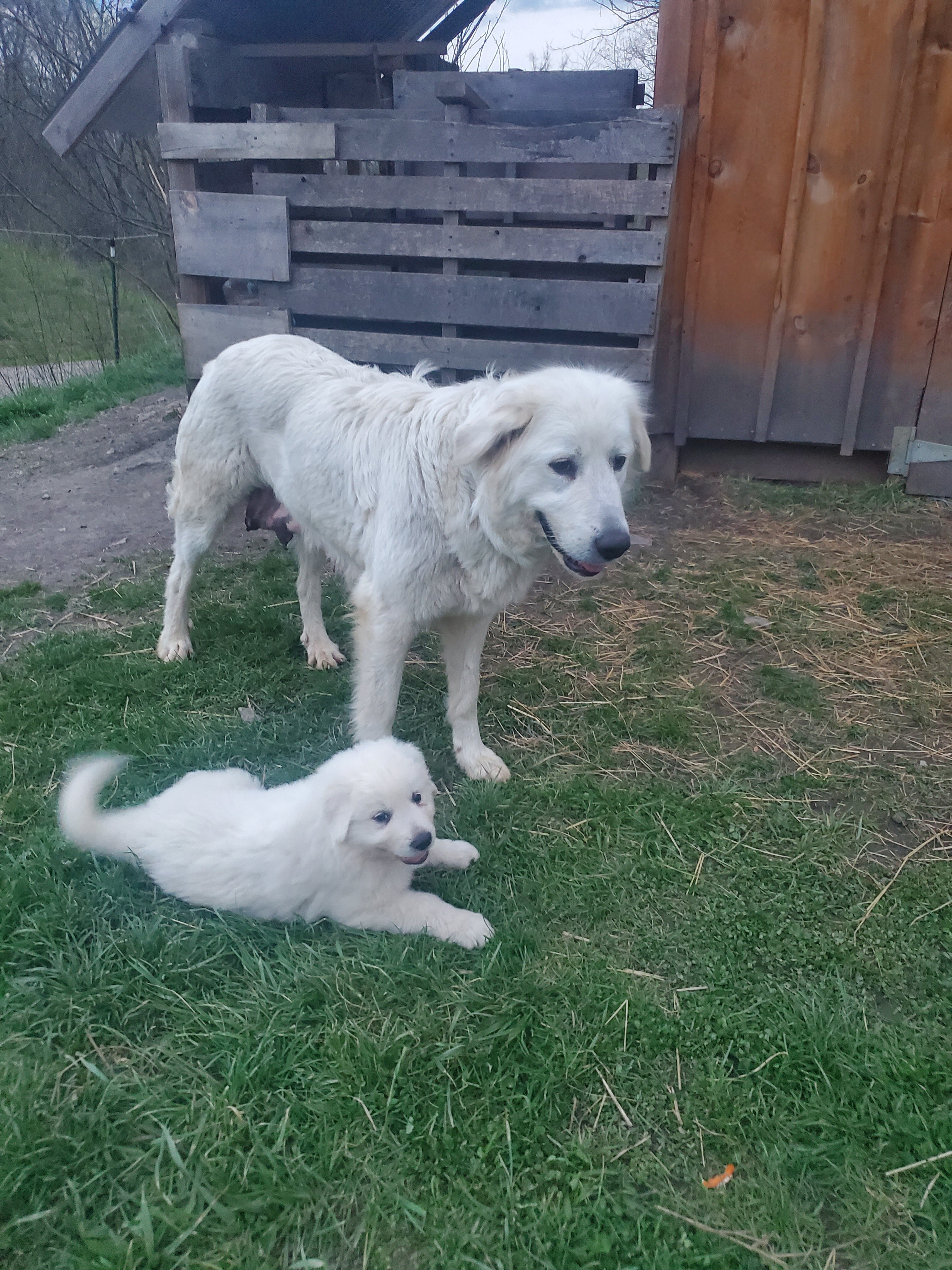 Great Pyrenees Puppies image 7