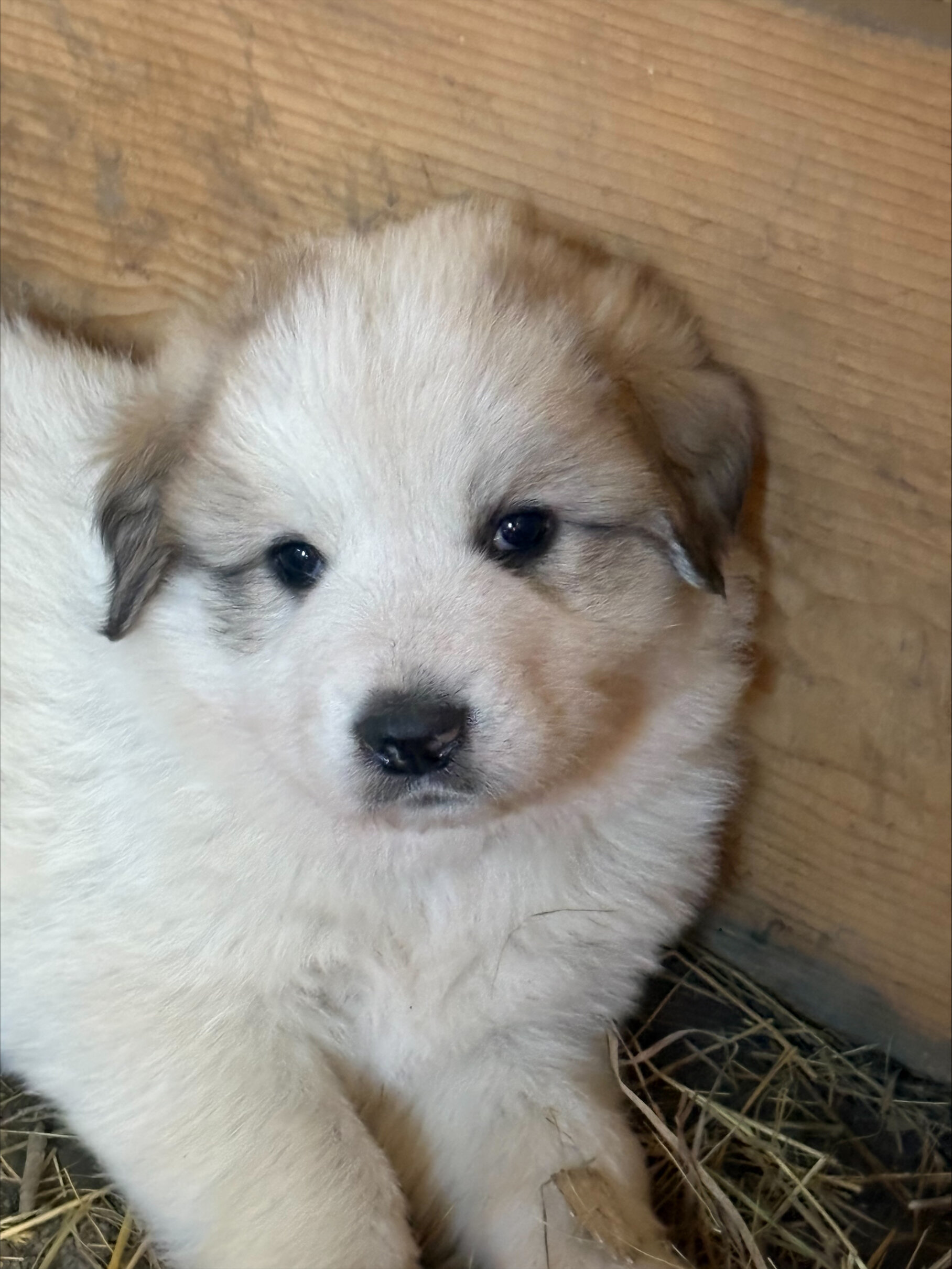 Great Pyrenees Puppies image 5