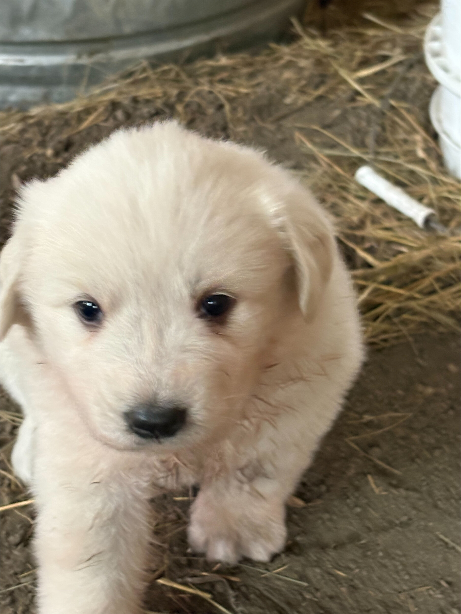 Great Pyrenees Puppies image 3
