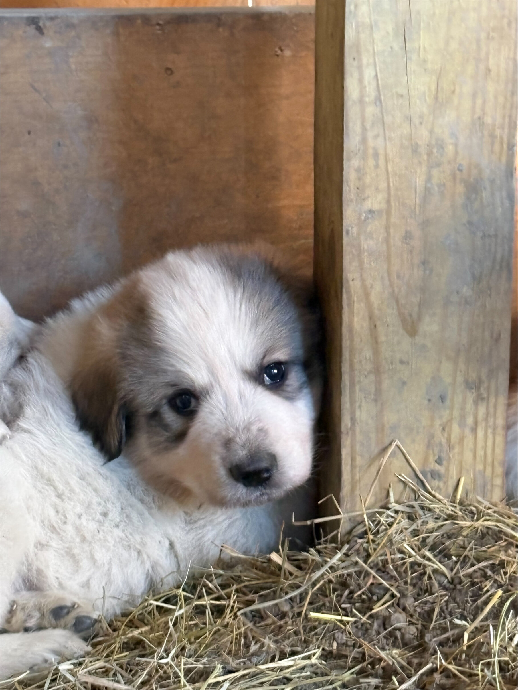 Great Pyrenees Puppies image 6