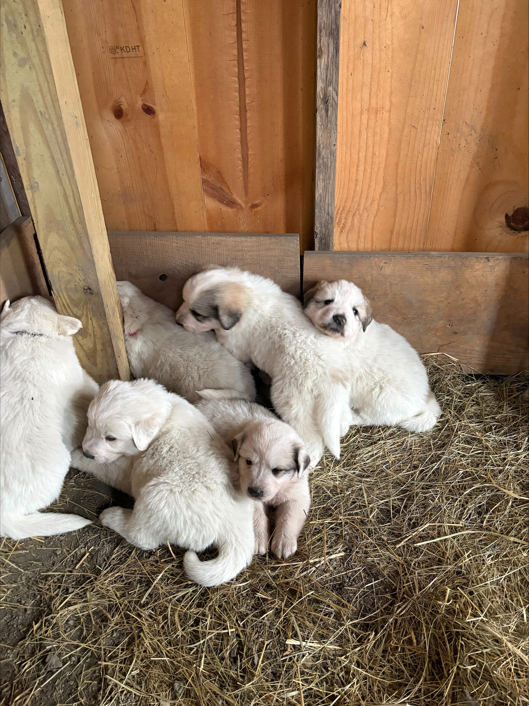 Great Pyrenees Puppies image 2