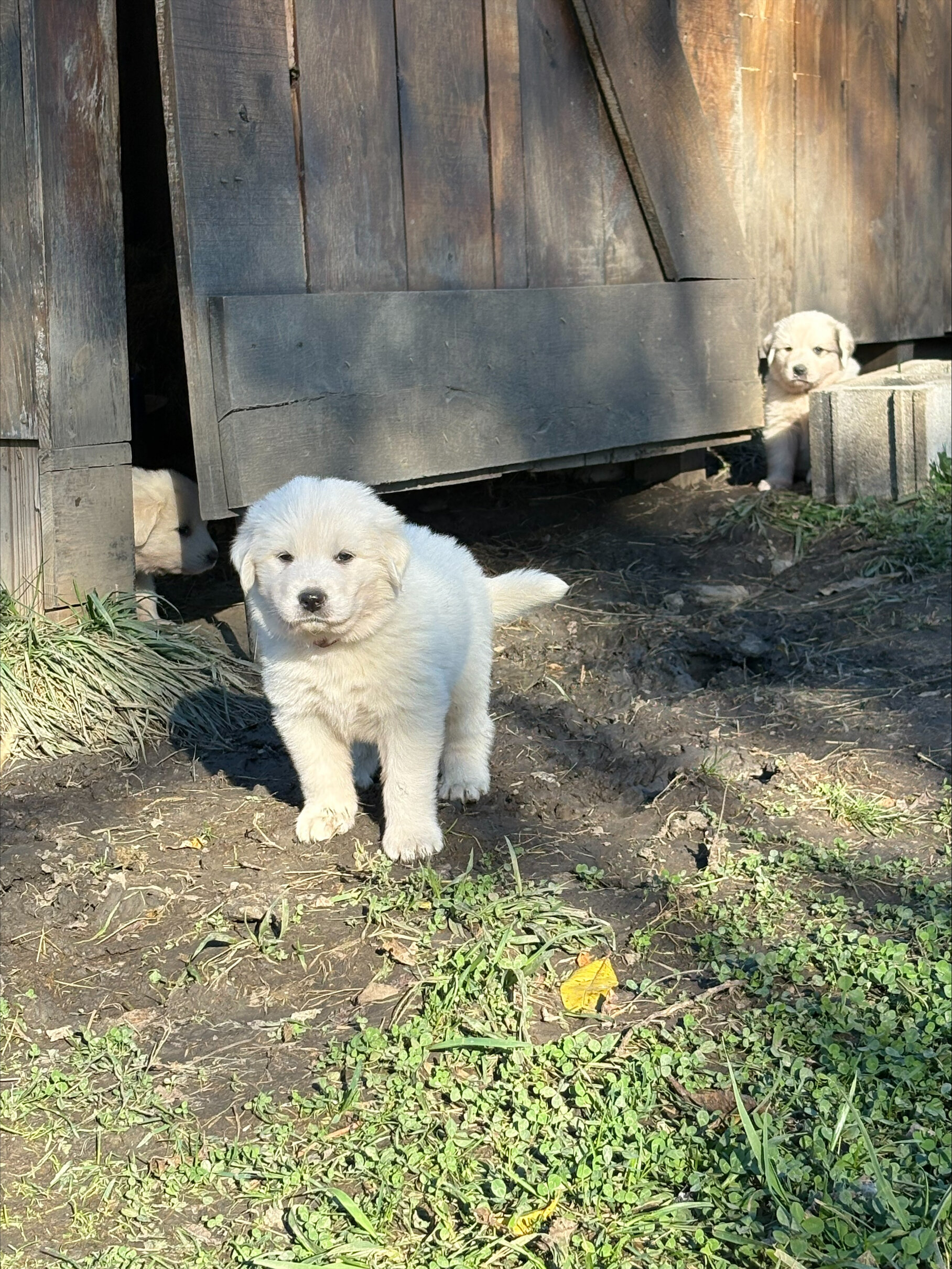 Great Pyrenees Puppies image 4