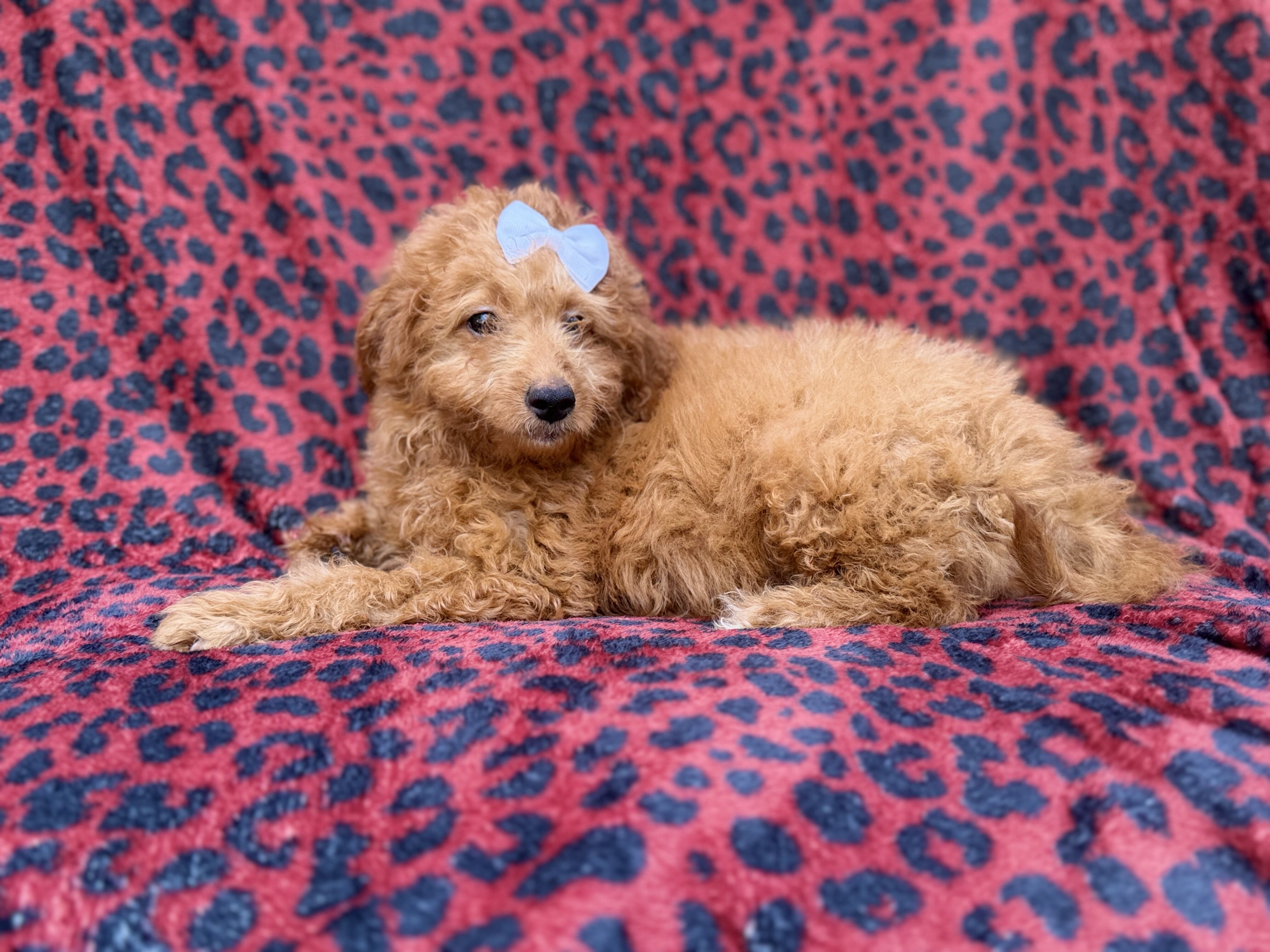 Darcy image 5