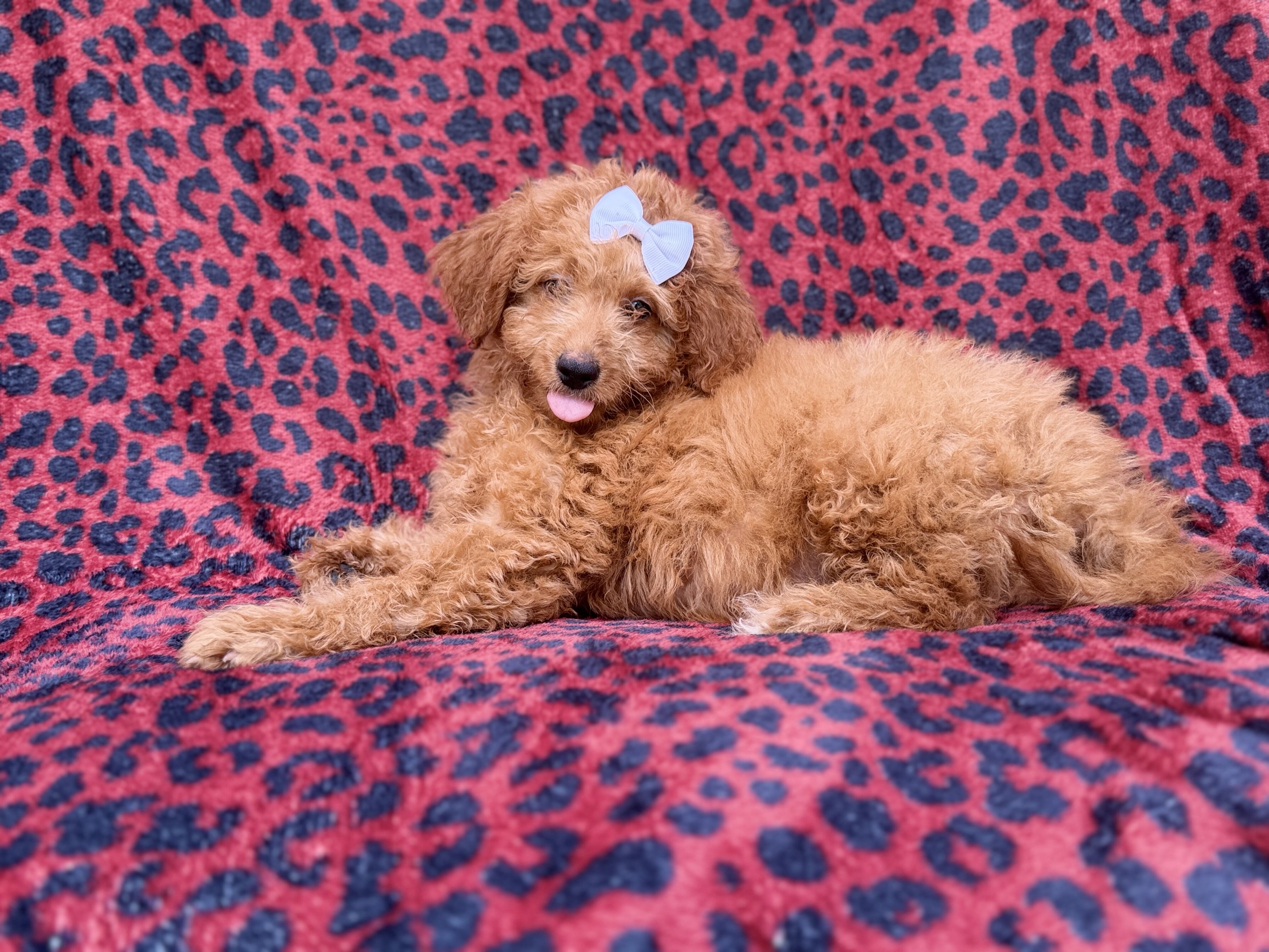 Darcy image 4