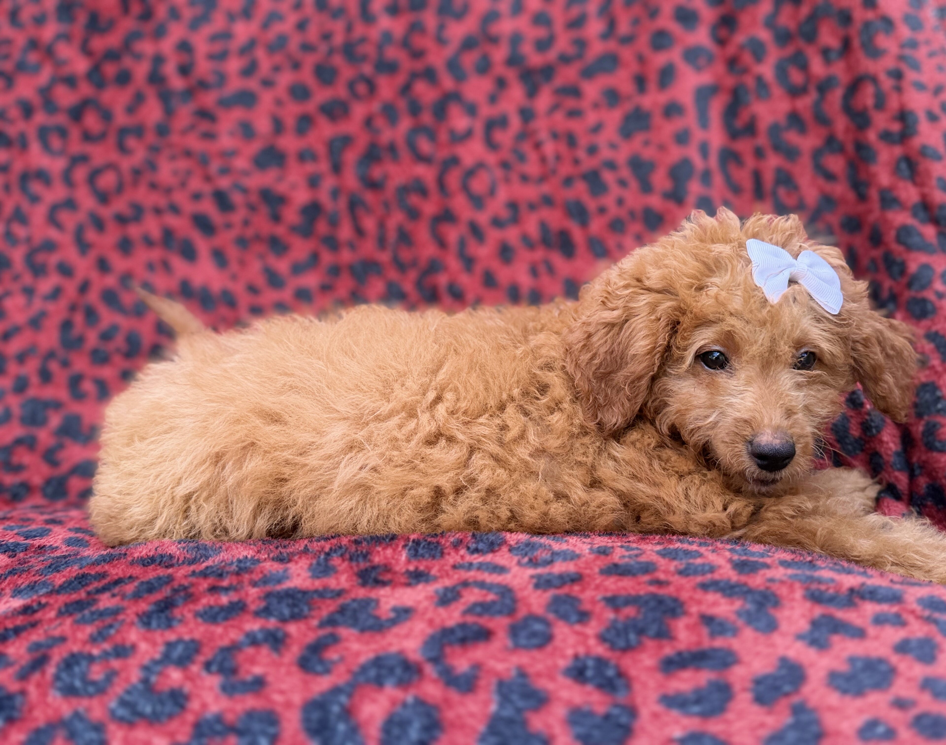 Darcy image 3