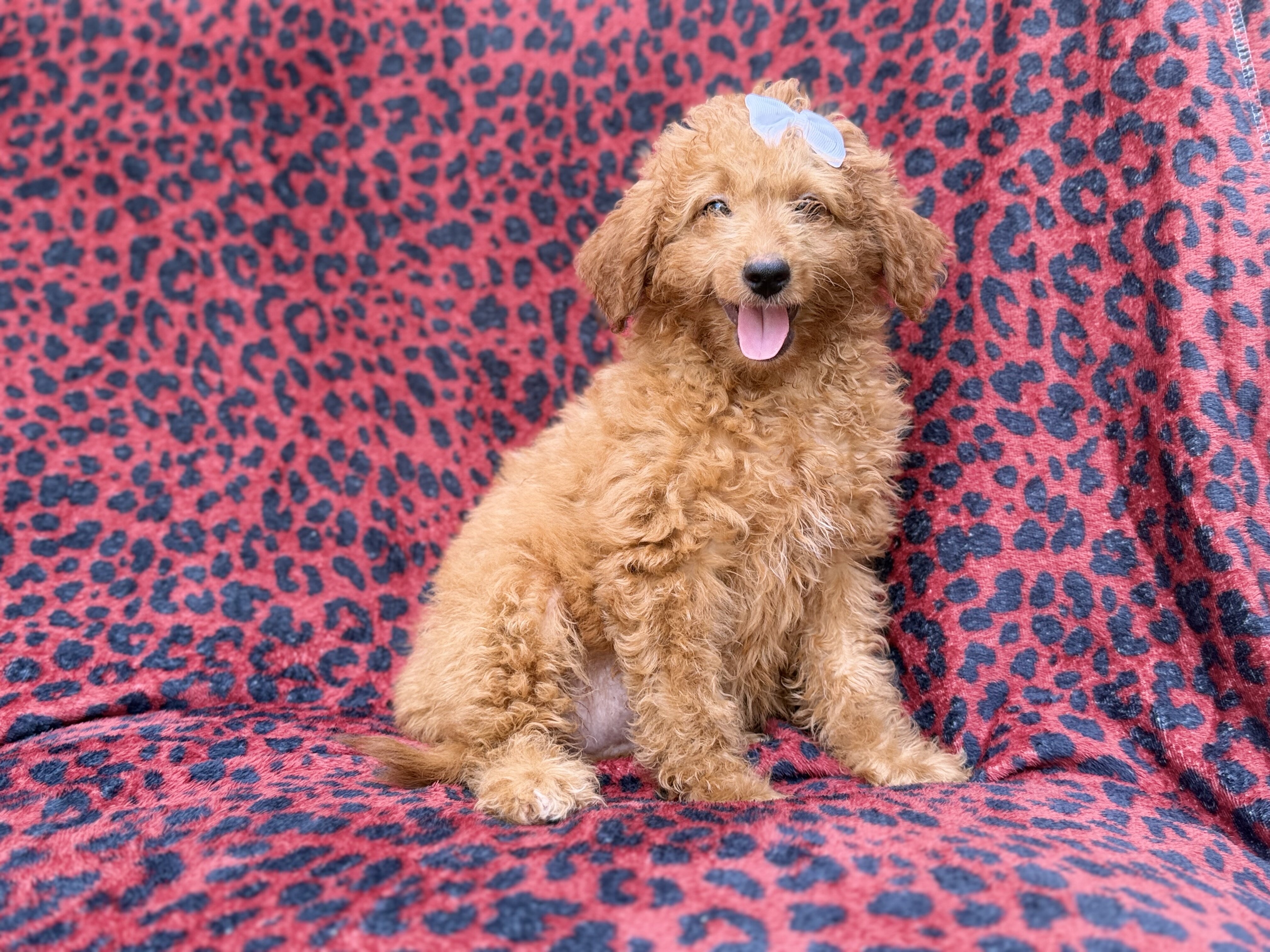 Darcy image 2