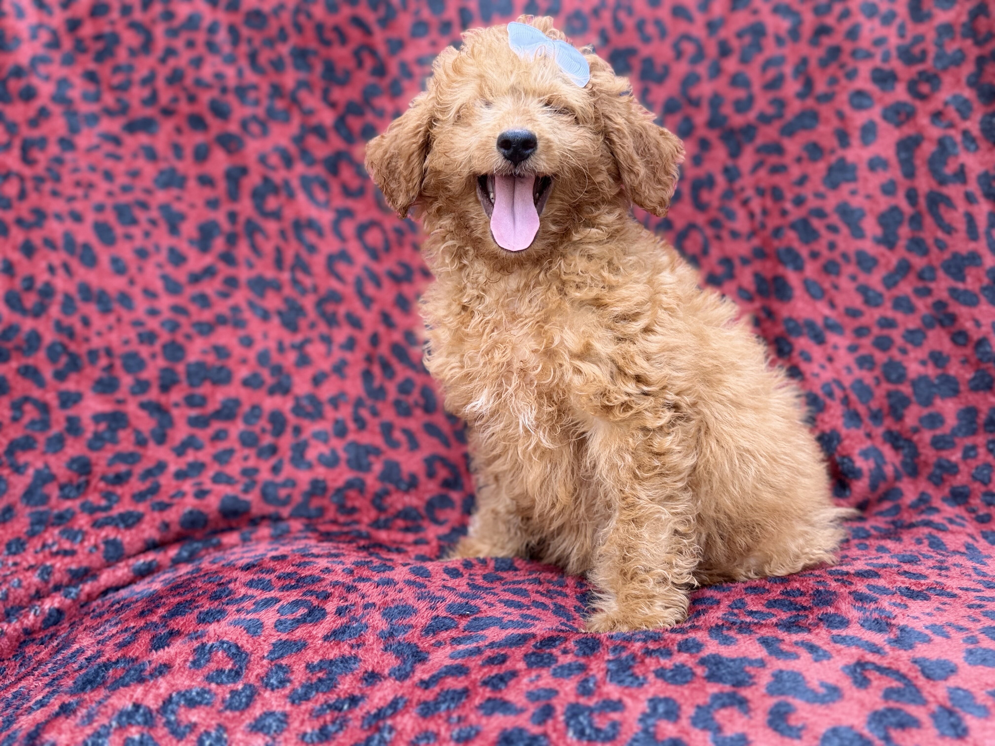Darcy image 6