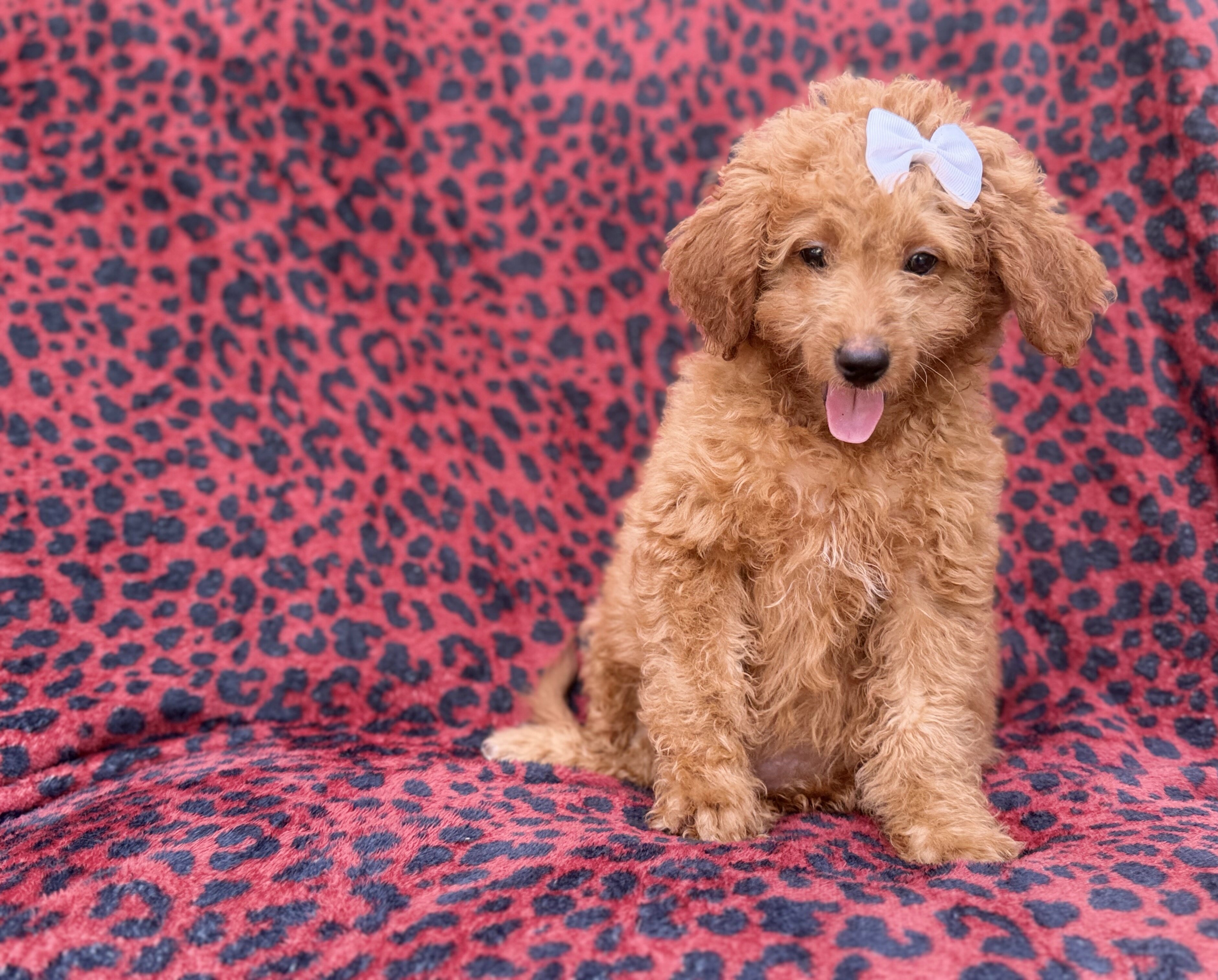 Darcy image 7