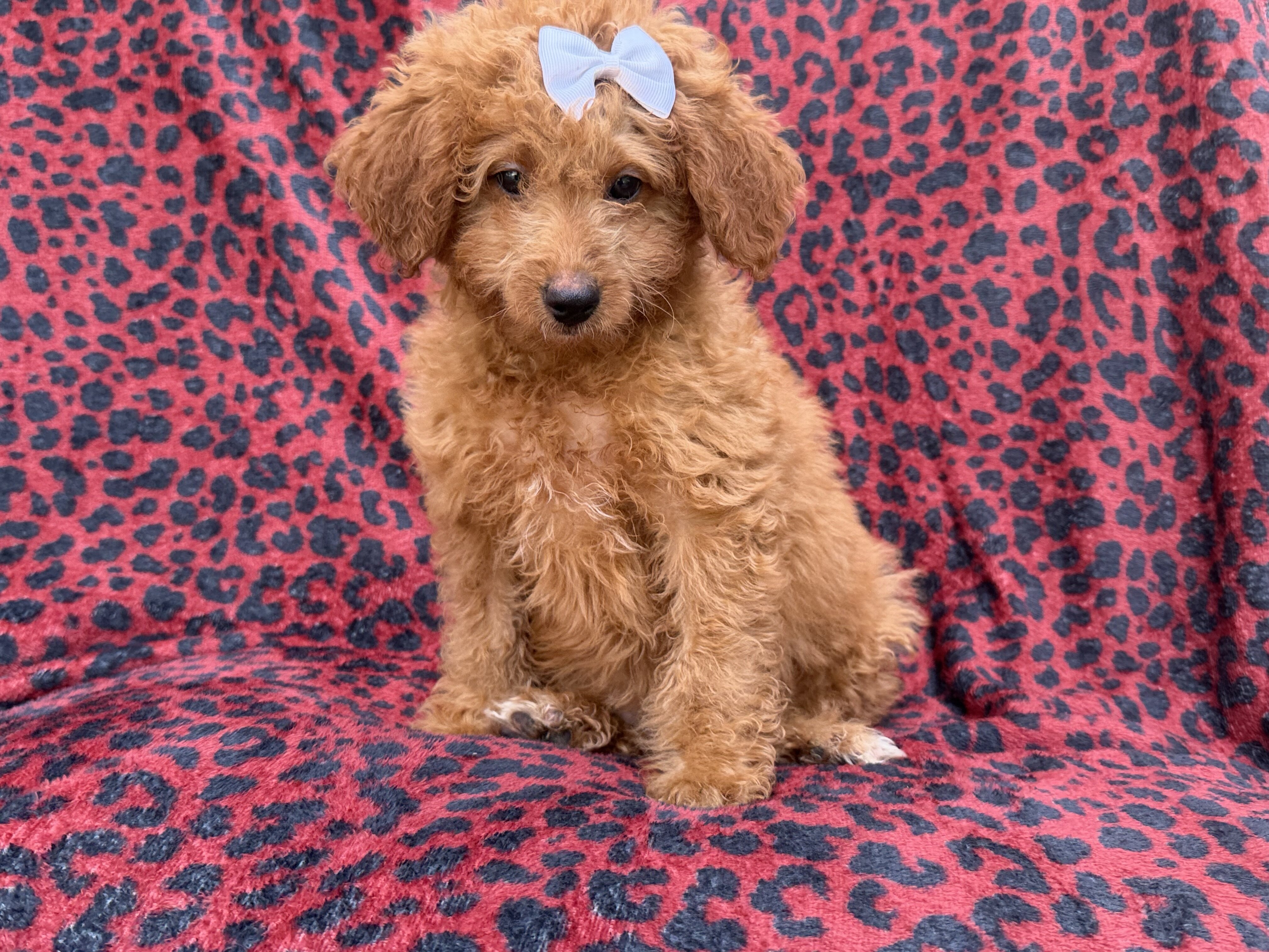 Darcy image 8