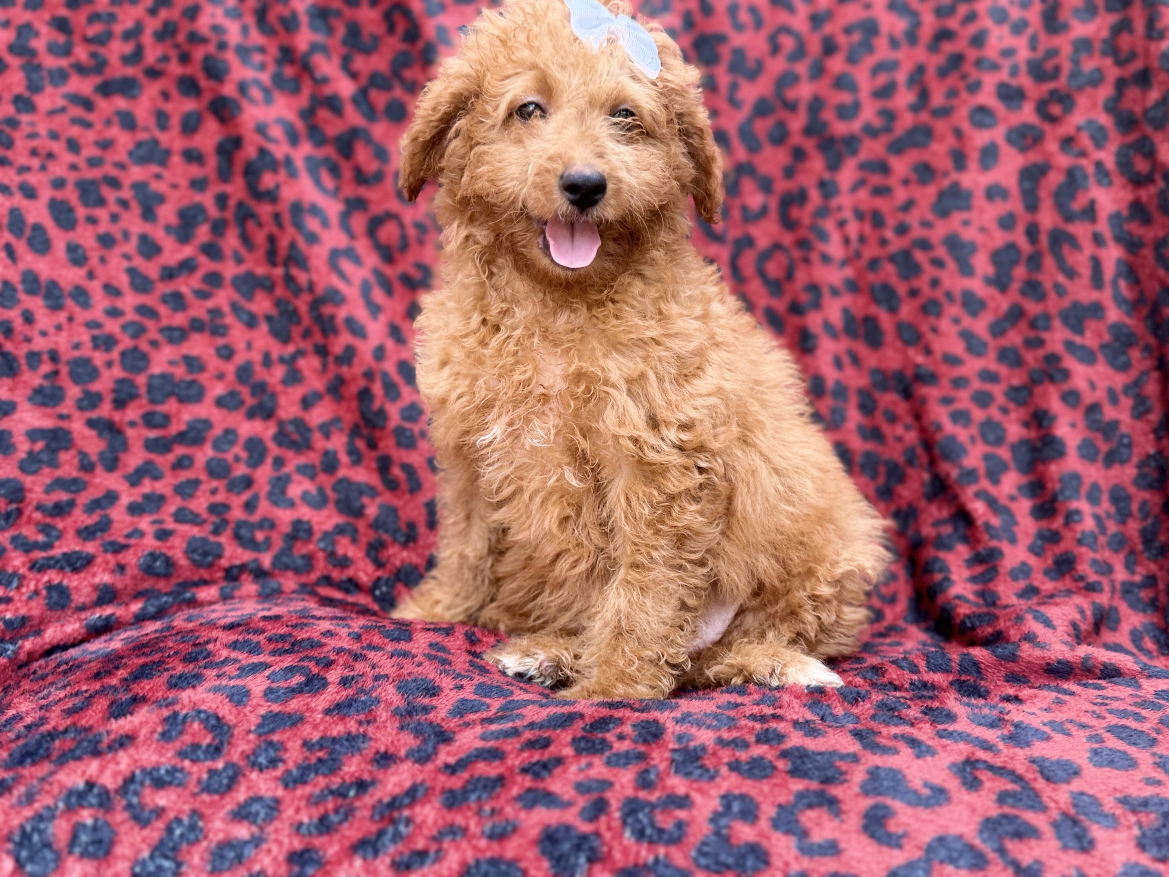 Darcy image 1