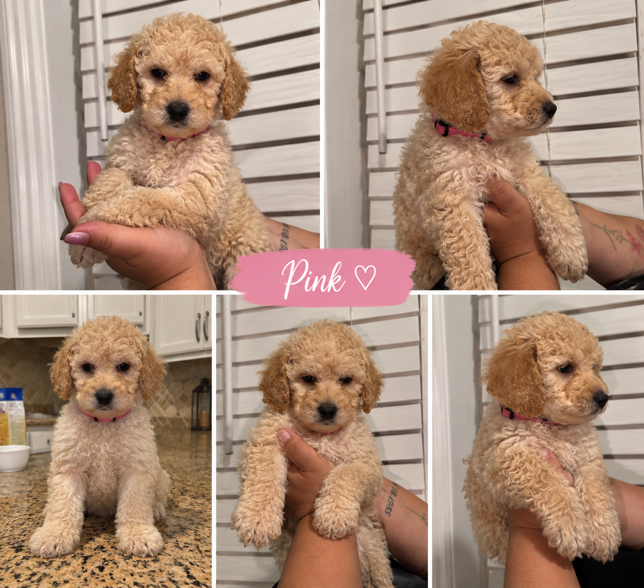 Standard Goldendoodle image 4