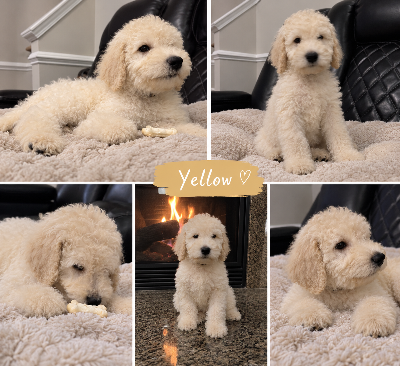 Standard Goldendoodle image 2