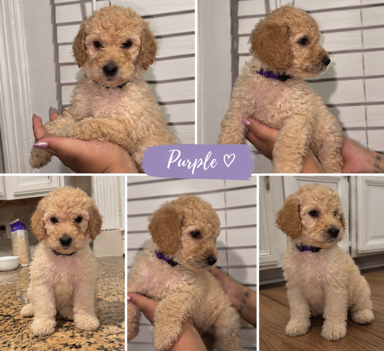 Standard Goldendoodle image 3