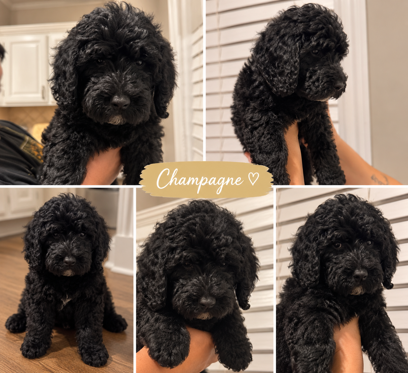 Standard Goldendoodle image 7