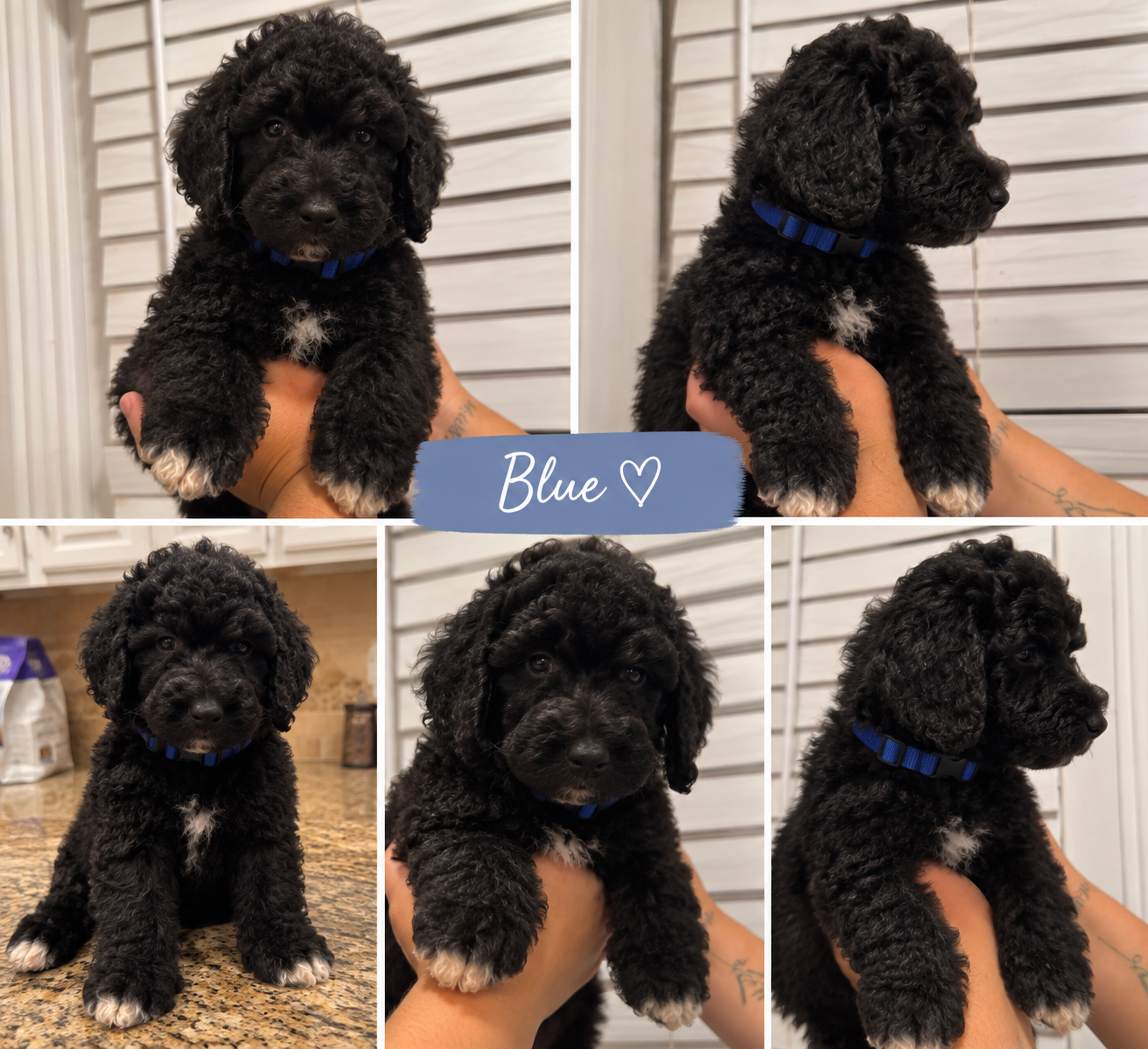 Standard Goldendoodle image 5