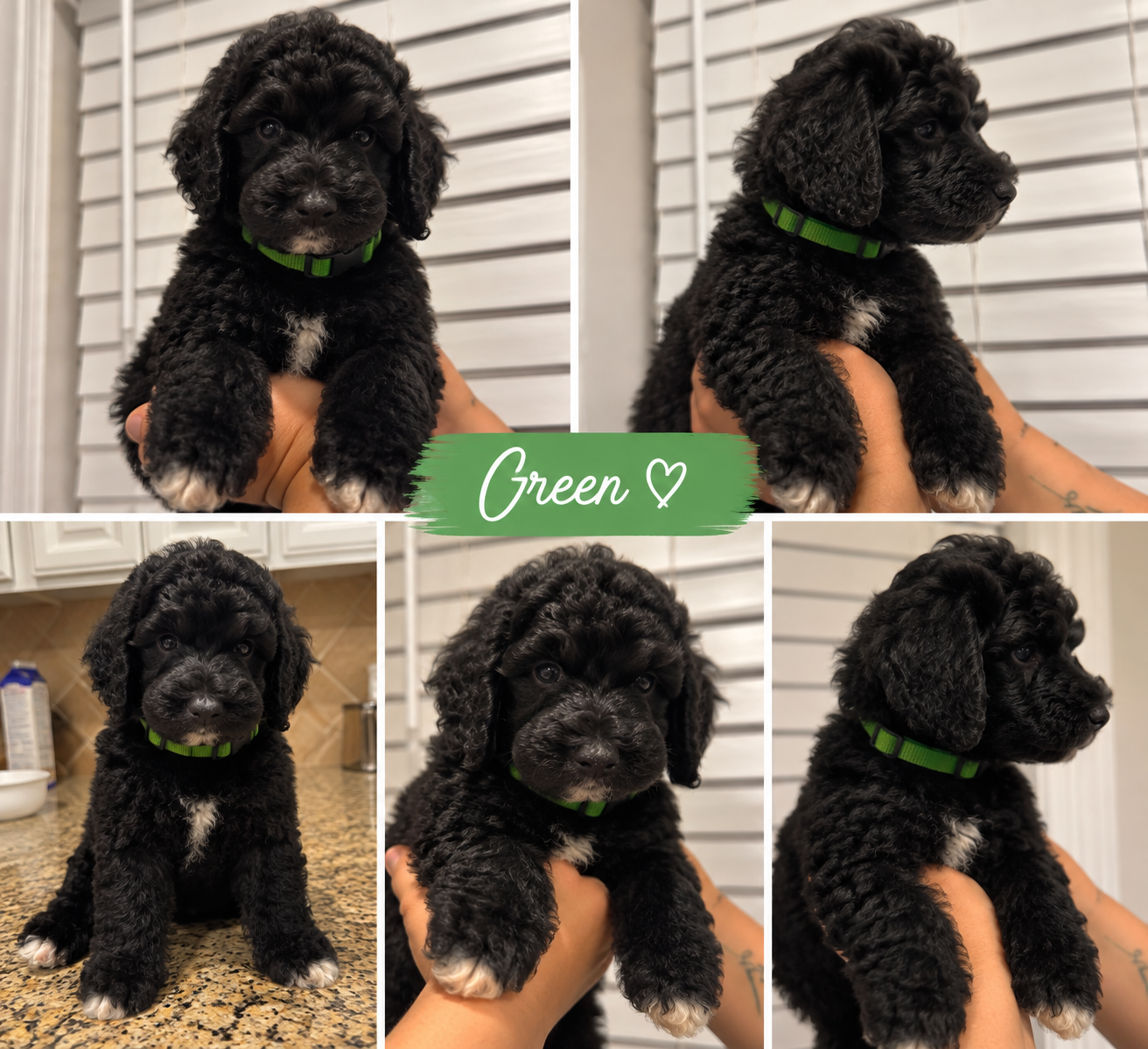 Standard Goldendoodle image 6