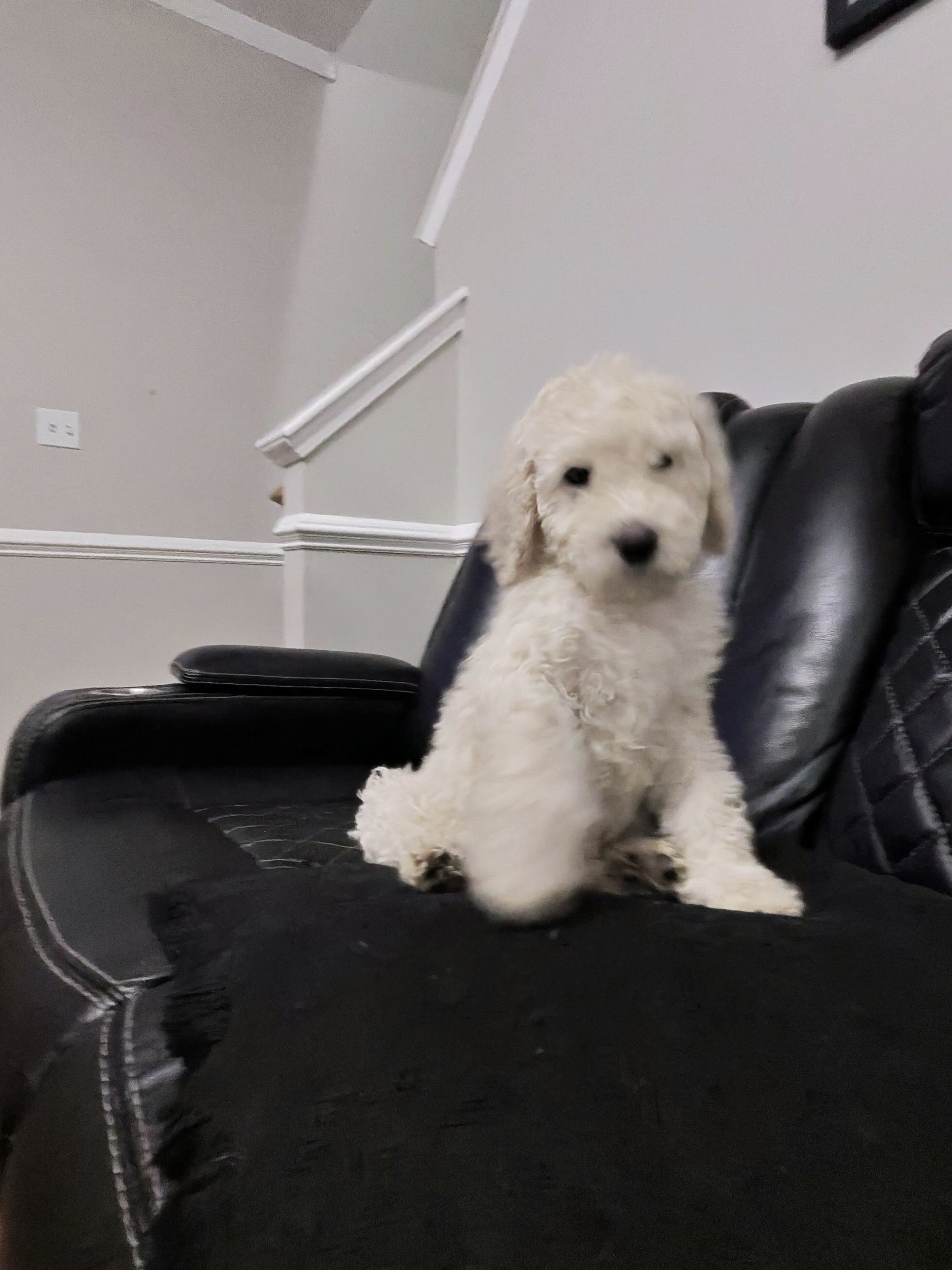 Standard Goldendoodle image 1