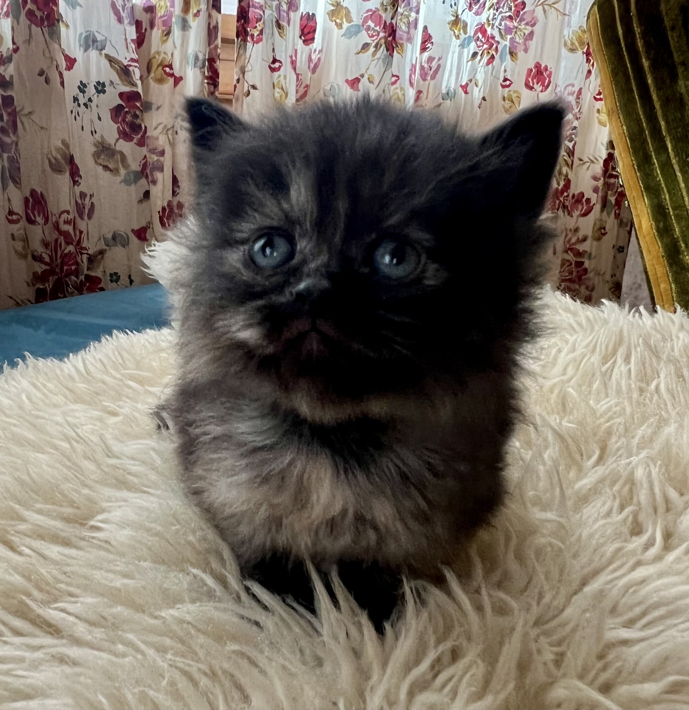 Perfect Christmas gift! Adorable Persian kittens image 7