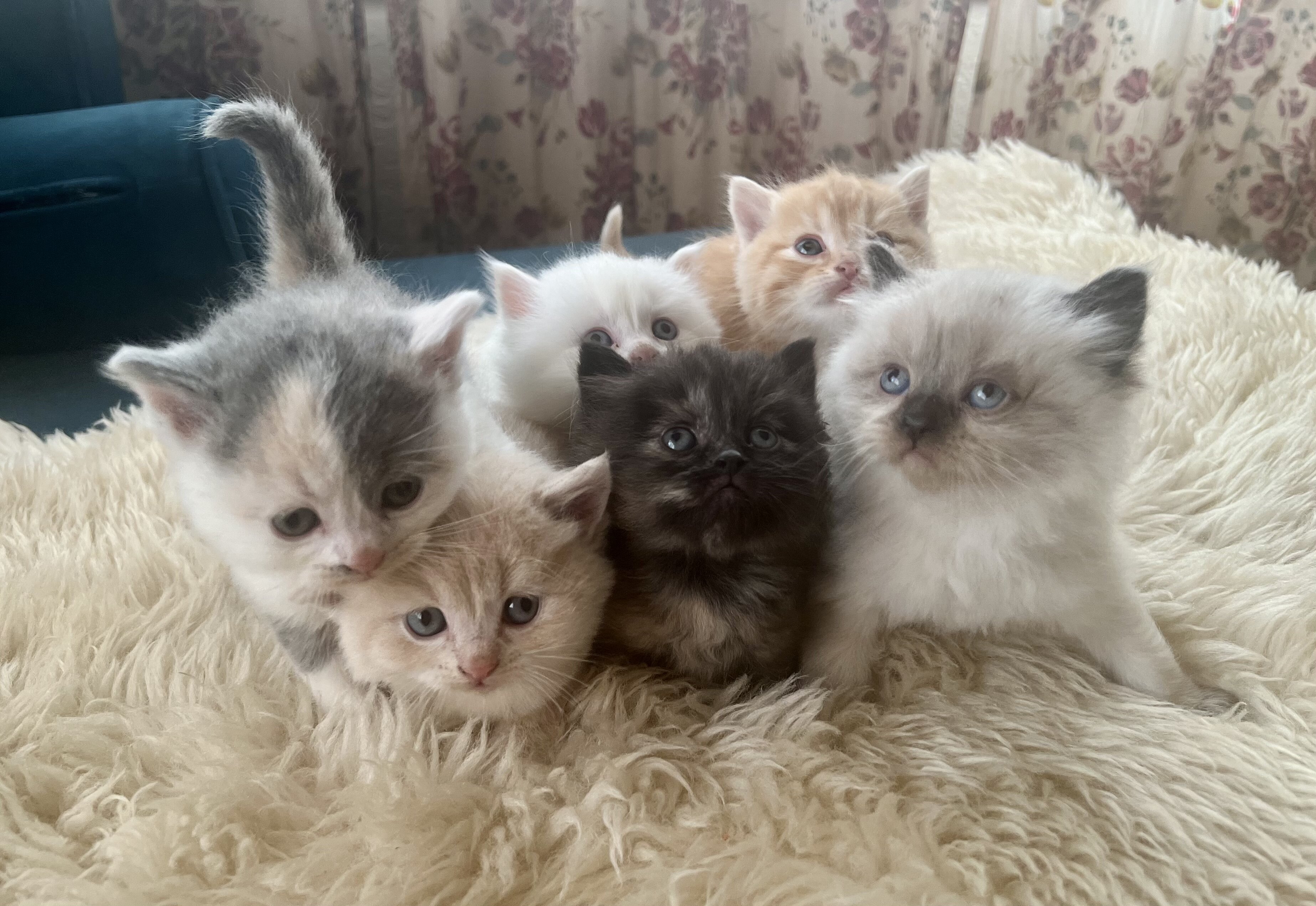 Perfect Christmas gift! Adorable Persian kittens image 2