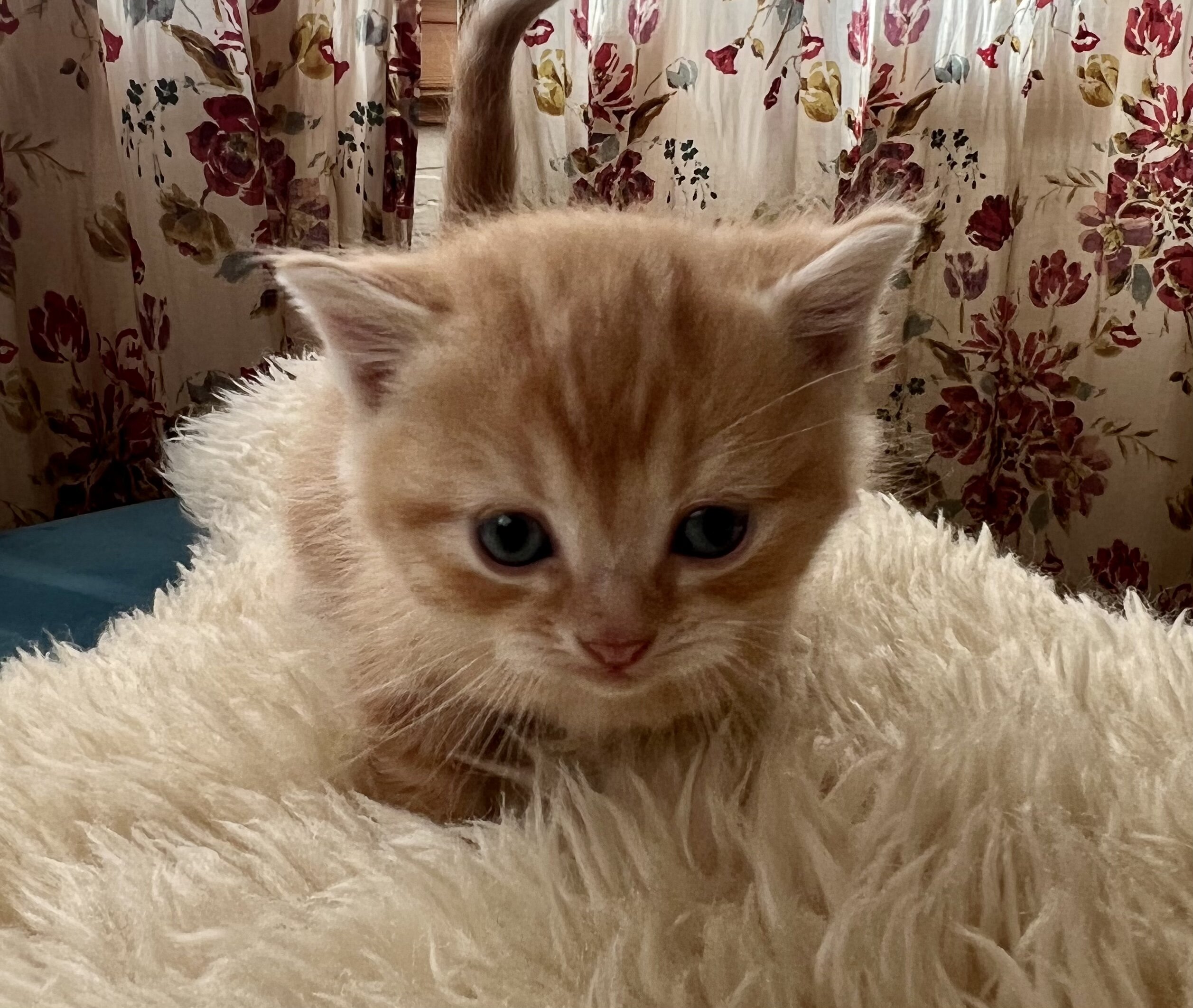 Perfect Christmas gift! Adorable Persian kittens image 8