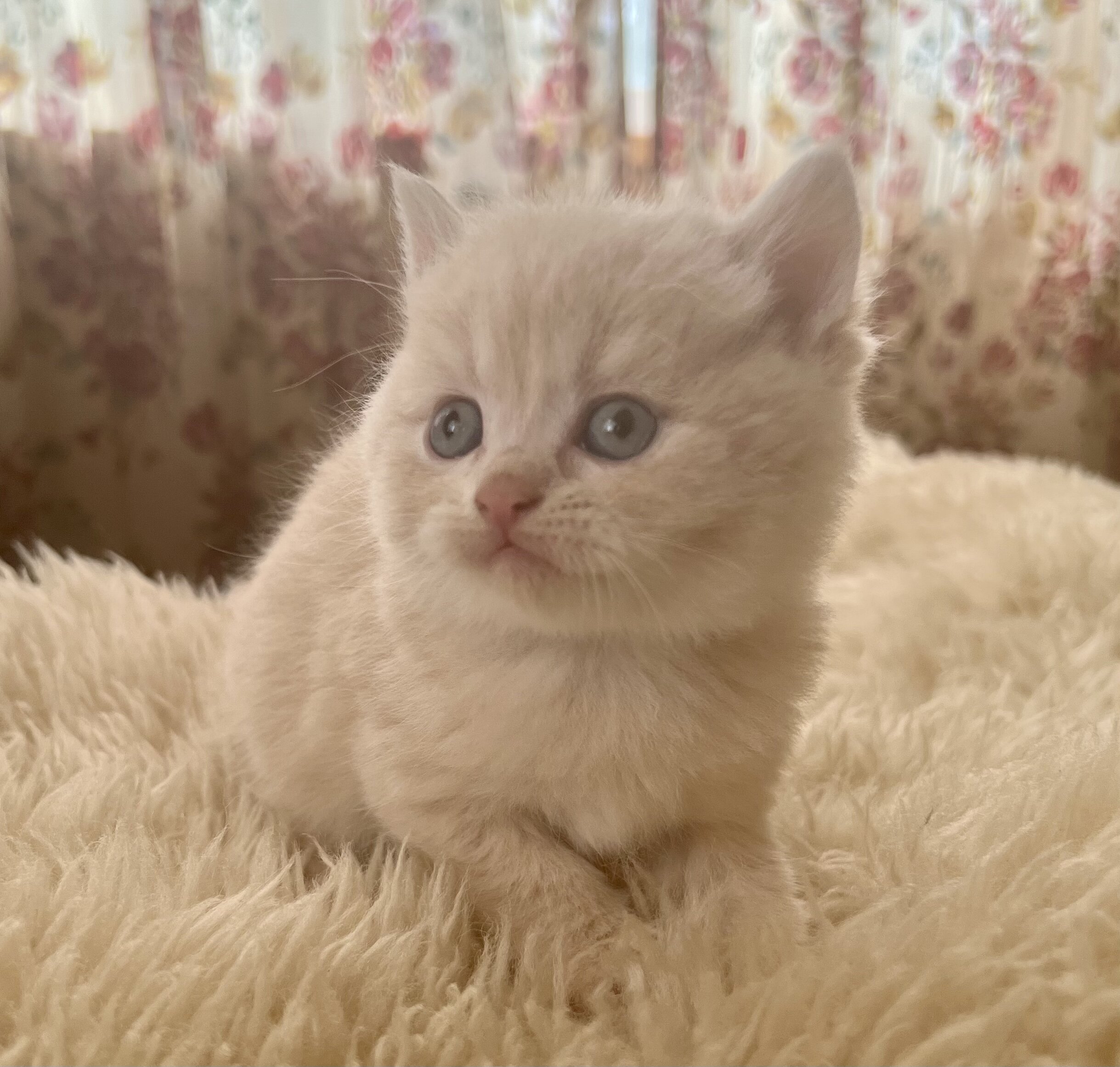 Perfect Christmas gift! Adorable Persian kittens image 3