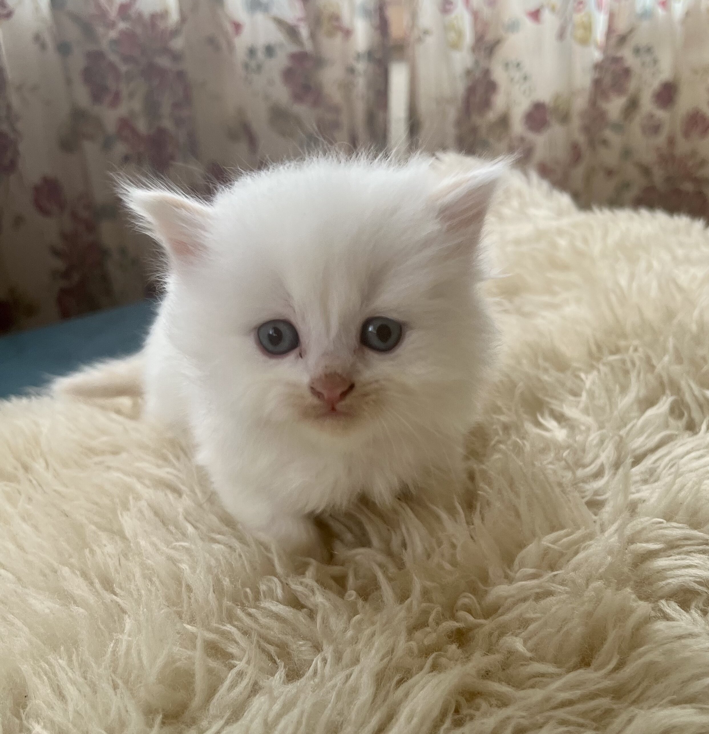 Perfect Christmas gift! Adorable Persian kittens image 5
