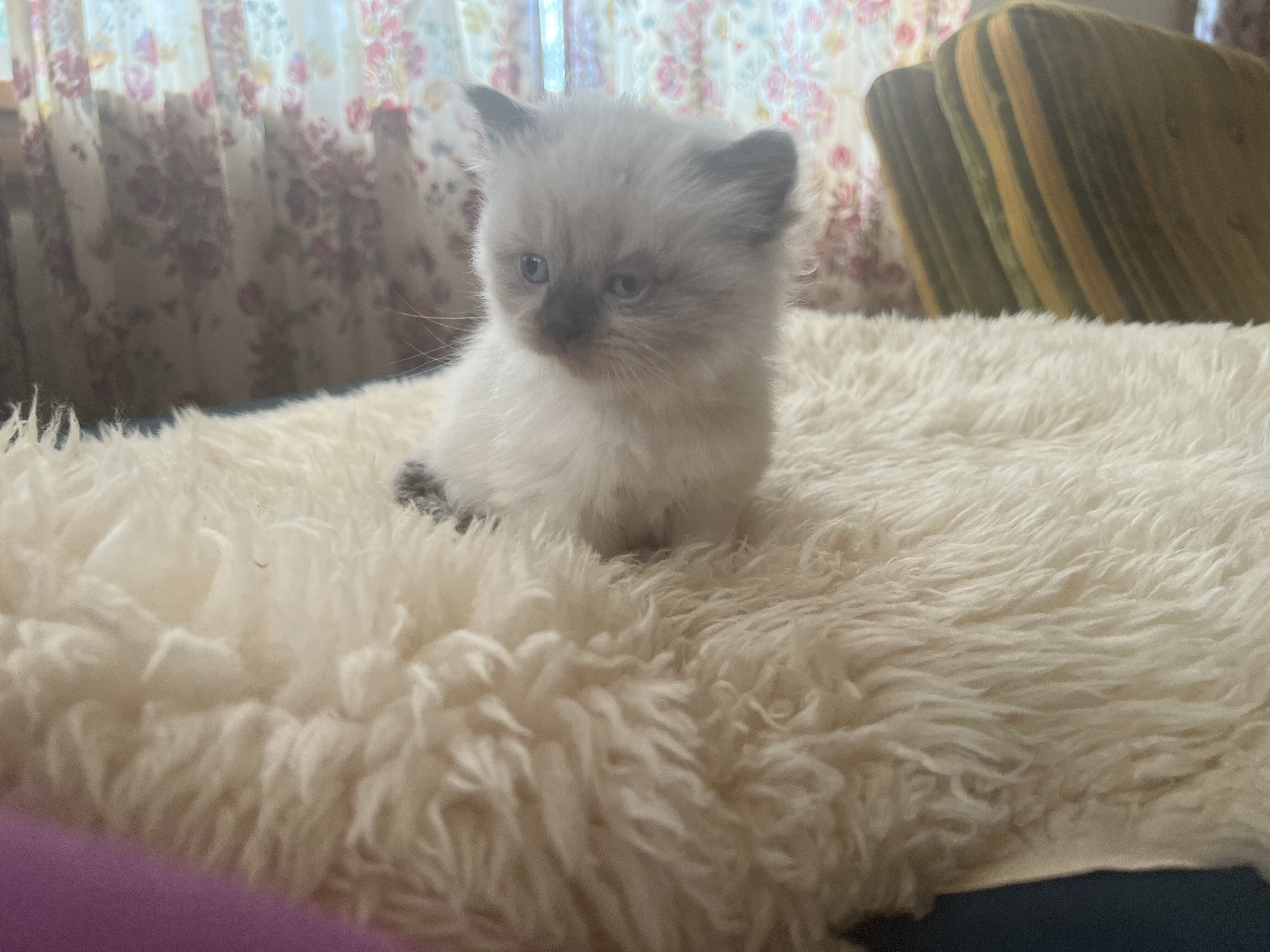 Perfect Christmas gift! Adorable Persian kittens image 4