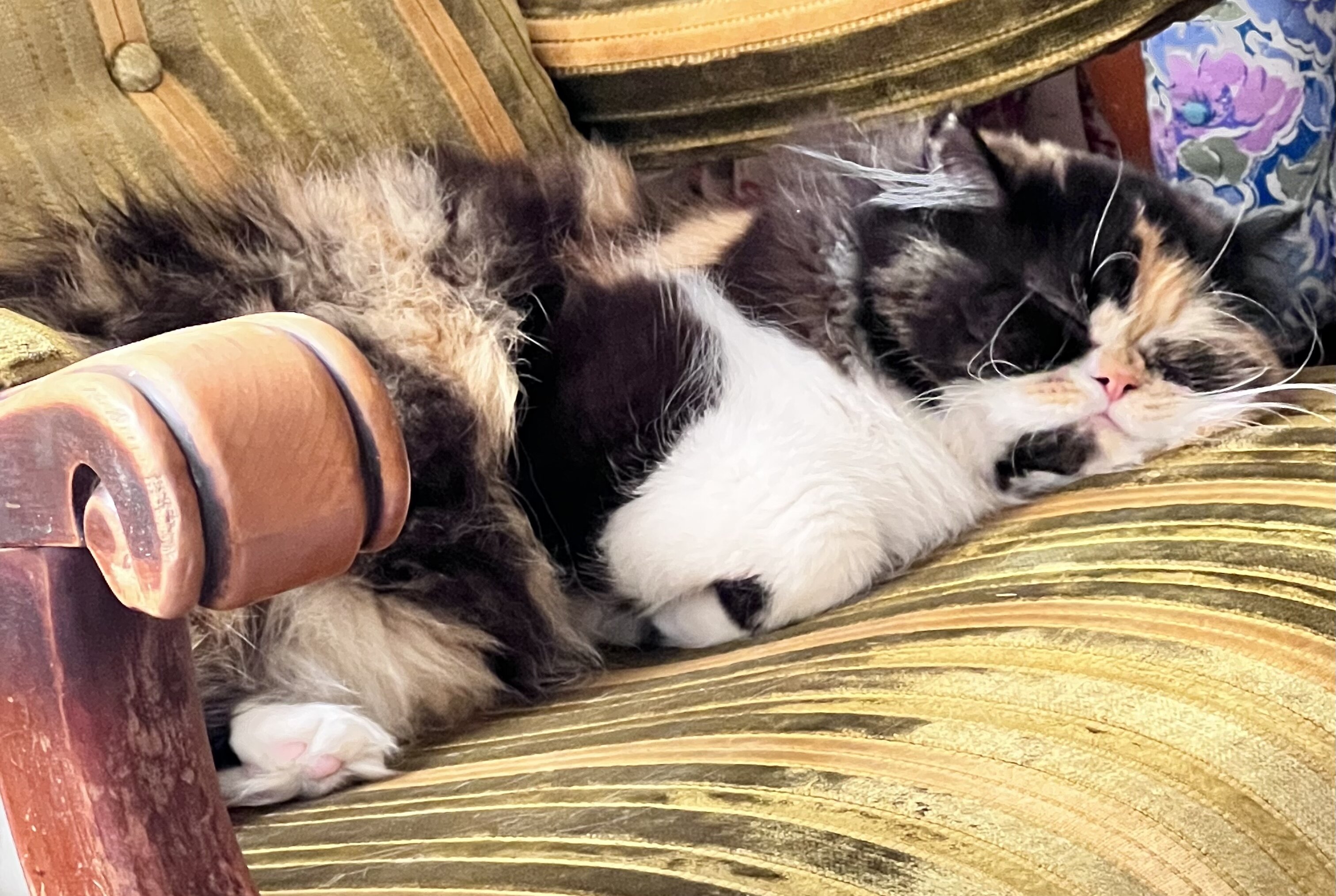 Perfect Christmas gift! Adorable Persian kittens image 9