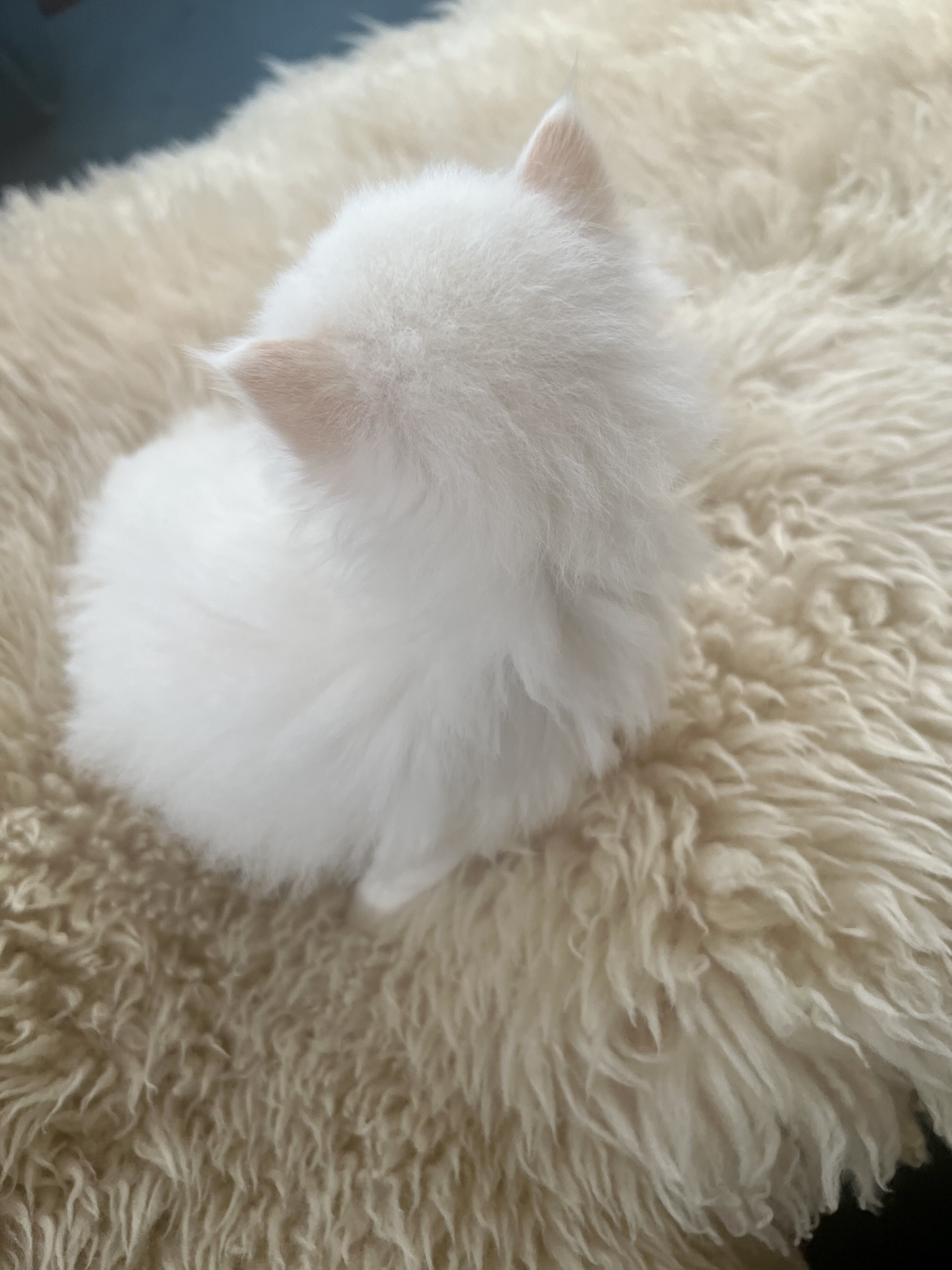 Perfect Christmas gift! Adorable Persian kittens image 6