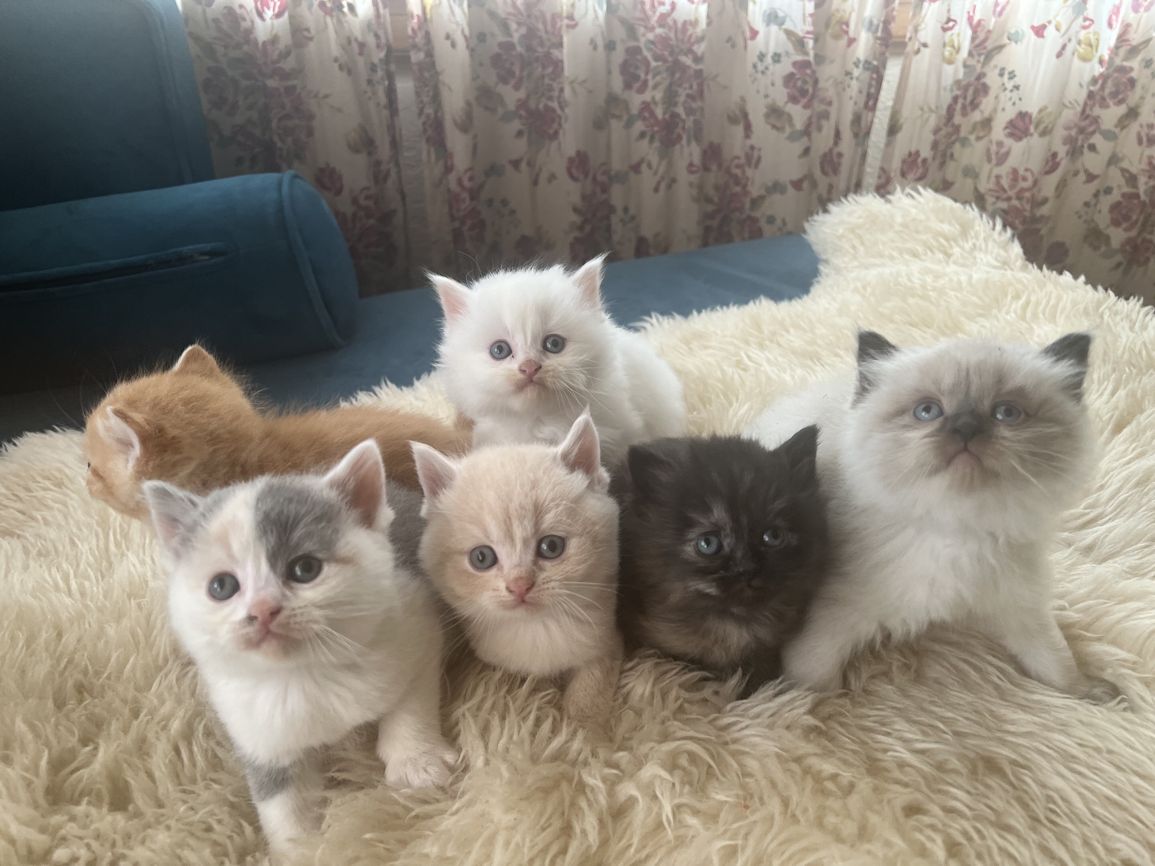 Perfect Christmas gift! Adorable Persian kittens image 1