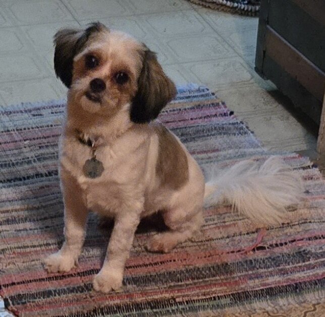 Need to rehome. image 1