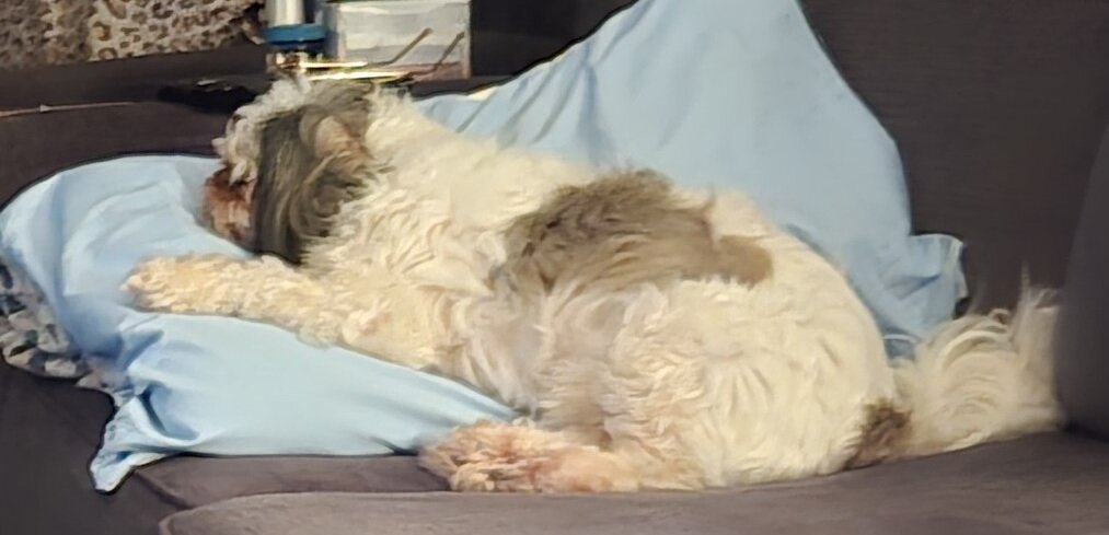 Need to rehome. image 2