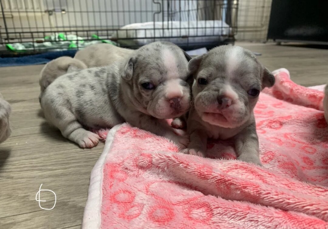 Stunning Merle French Bulldog puppies image 1