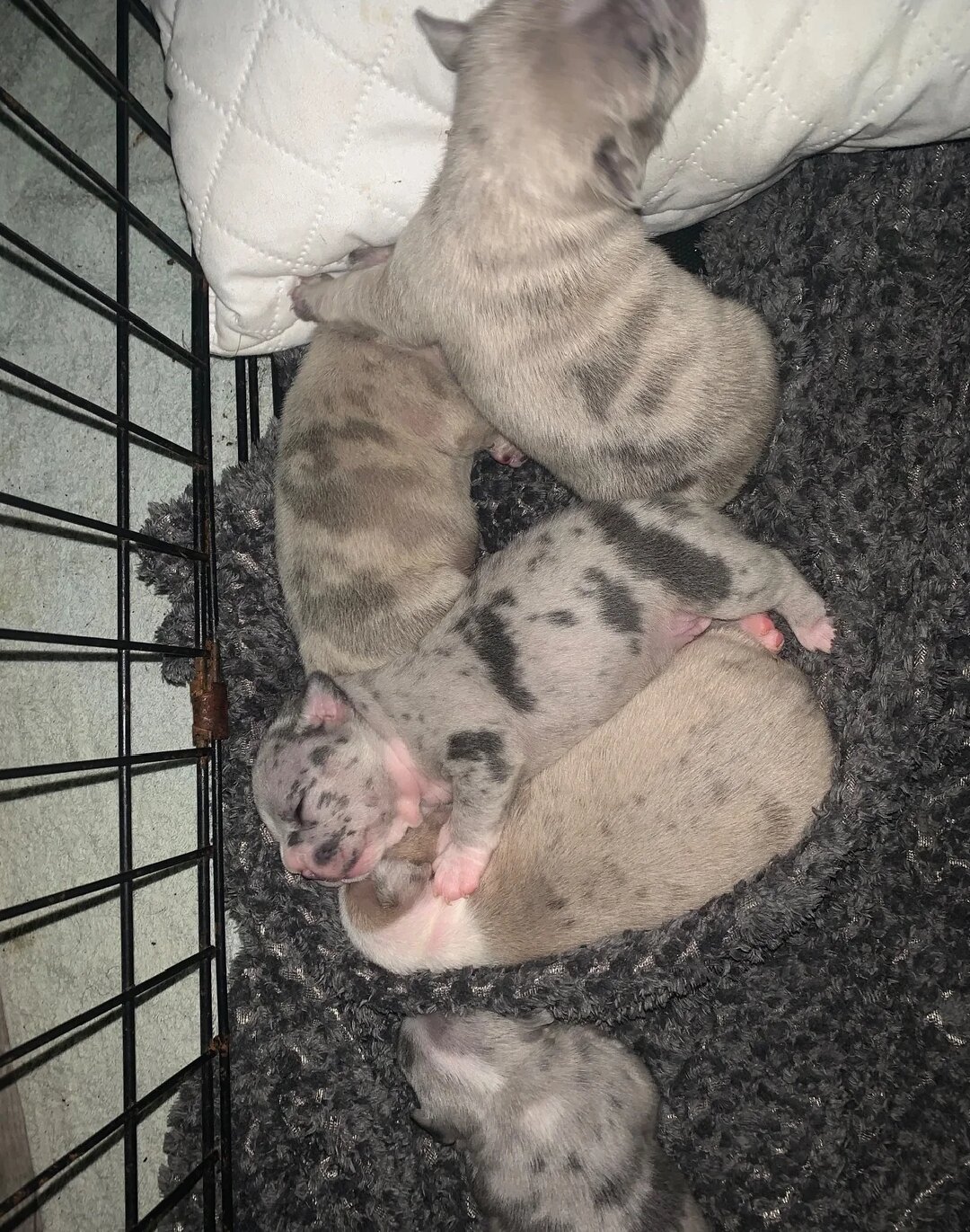 Stunning Merle French Bulldog puppies image 4