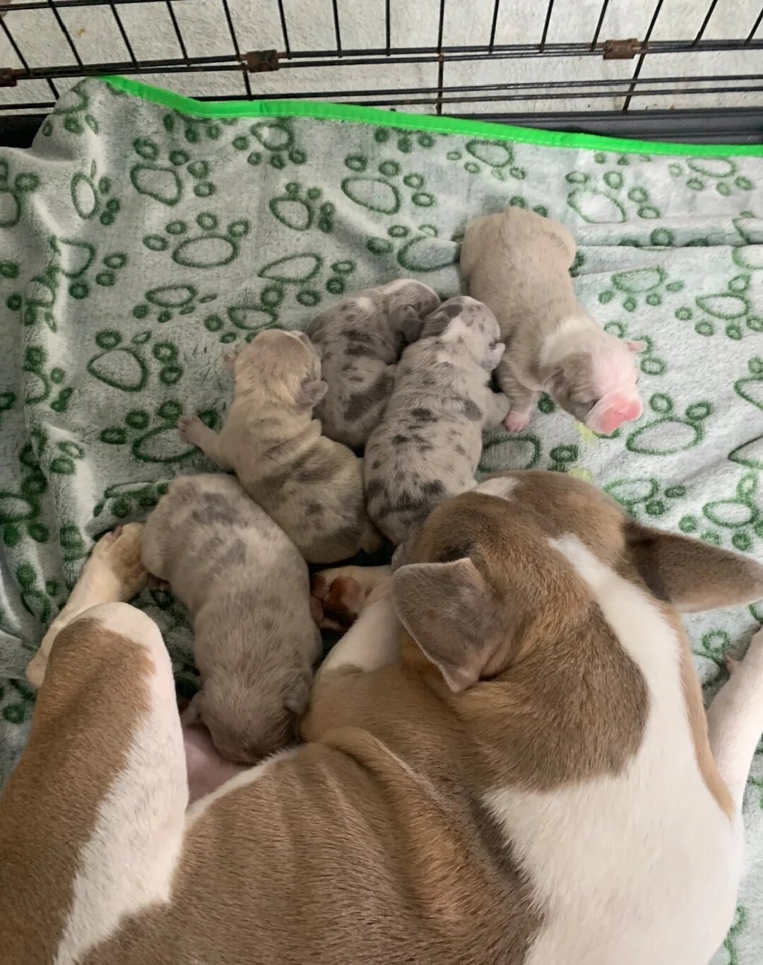 Stunning Merle French Bulldog puppies image 2