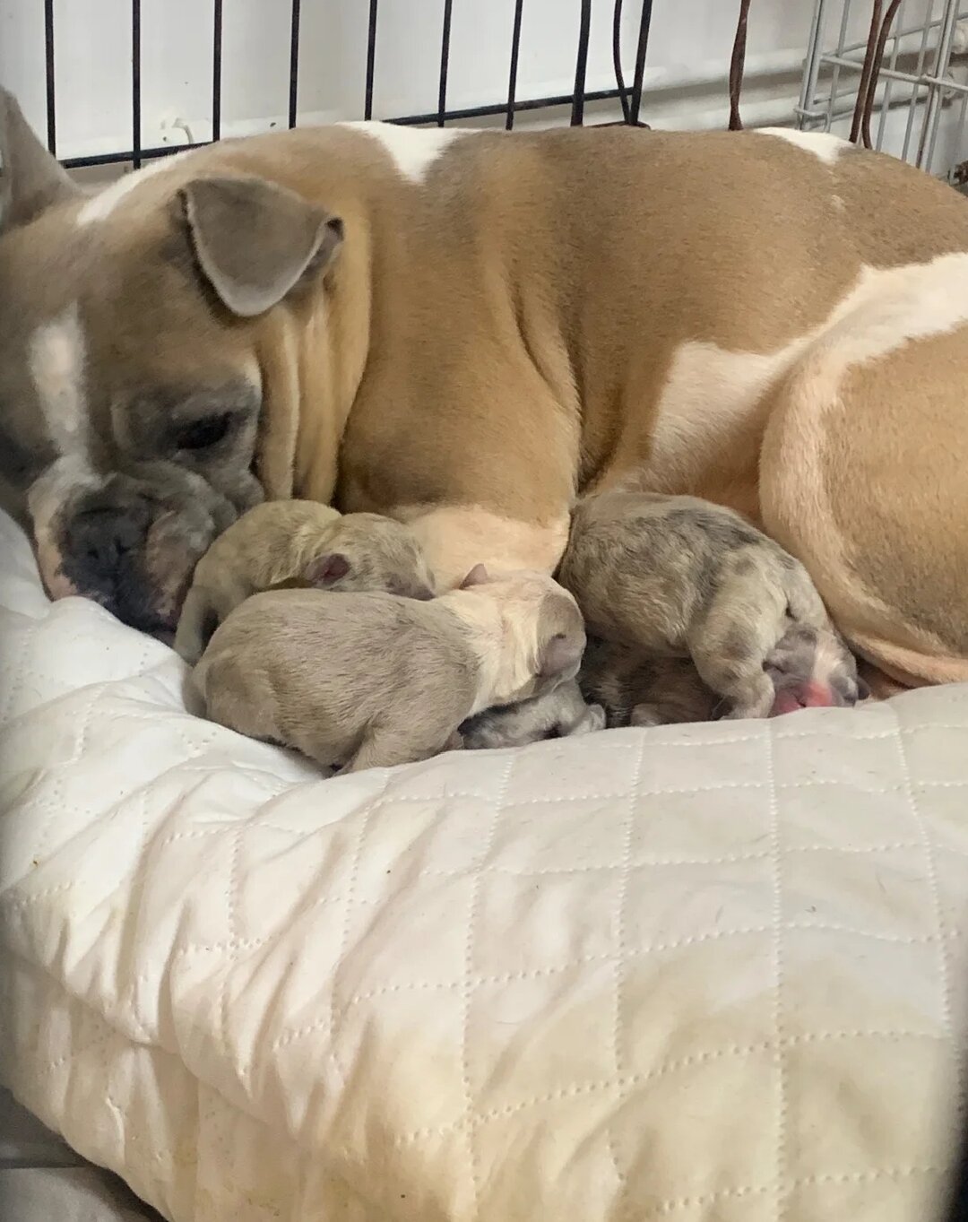 Stunning Merle French Bulldog puppies image 3